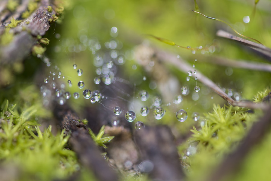 Nikon AF-S Micro-Nikkor 105mm F2.8G IF-ED VR sample photo