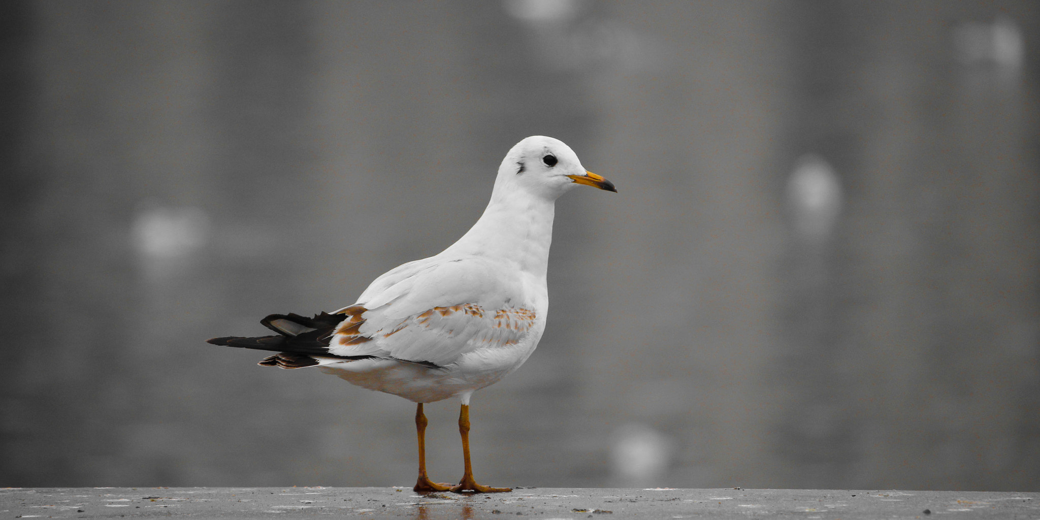 Canon EF-S 55-250mm F4-5.6 IS STM sample photo. Bird photography