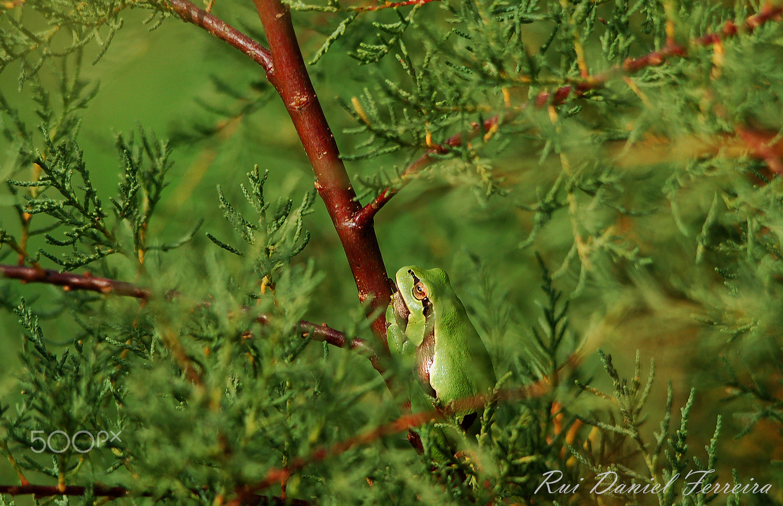 Sigma 150-500mm F5-6.3 DG OS HSM sample photo. Rela - hyla arborea photography