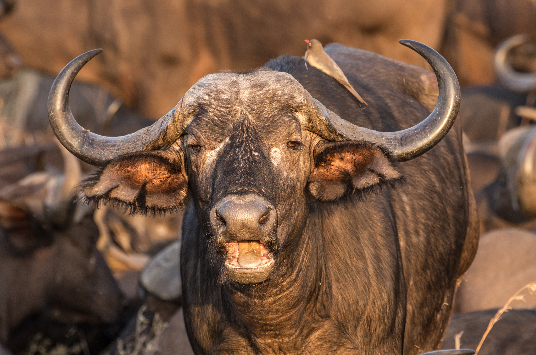 Pentax K-5 II sample photo. Buffalo closeup photography