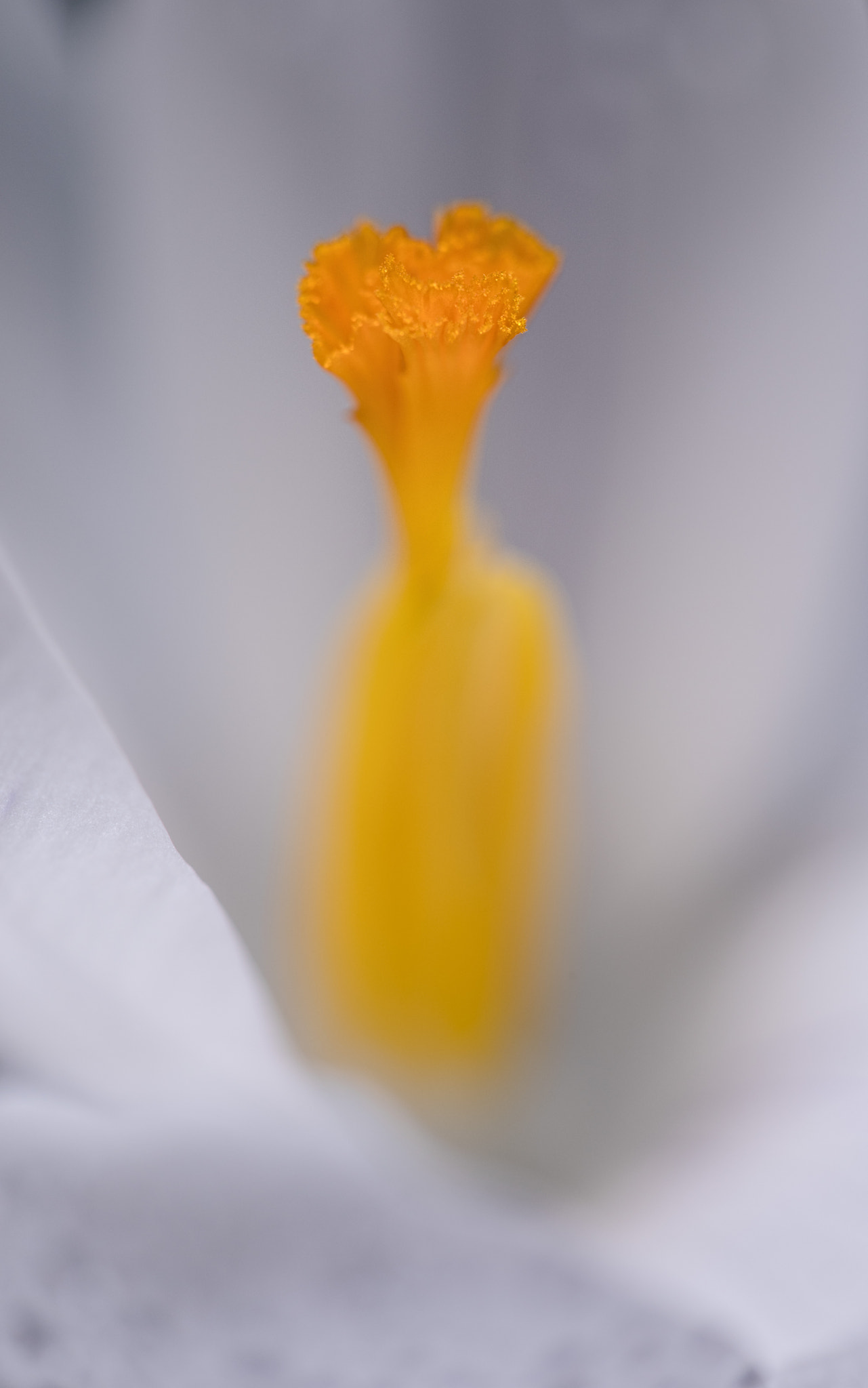 Canon EF 100mm F2.8 Macro USM sample photo. Orange fountain photography