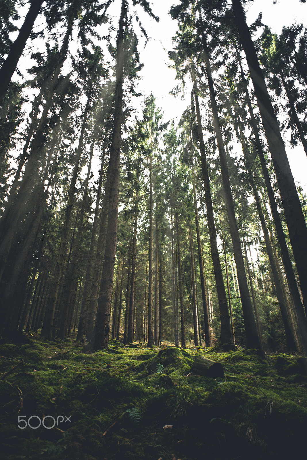 Nikon D750 + Nikon AF Nikkor 20mm F2.8D sample photo. Moody forest photography