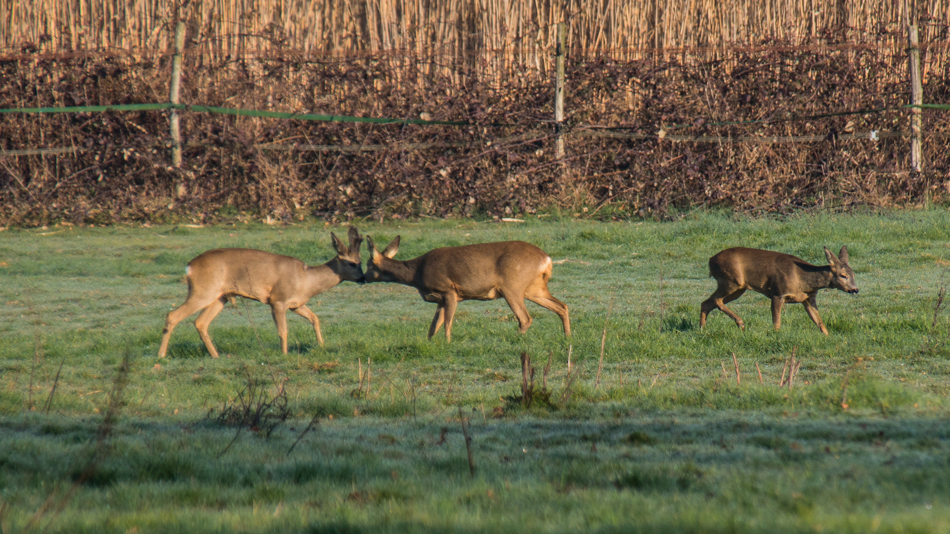 Sony a6300 sample photo. Roe deer family photography