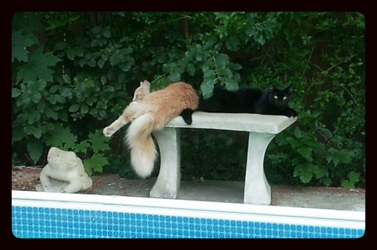 Samsung Galaxy S2 LTE sample photo. Cats at the bar: pool side with tzuki & ink photography