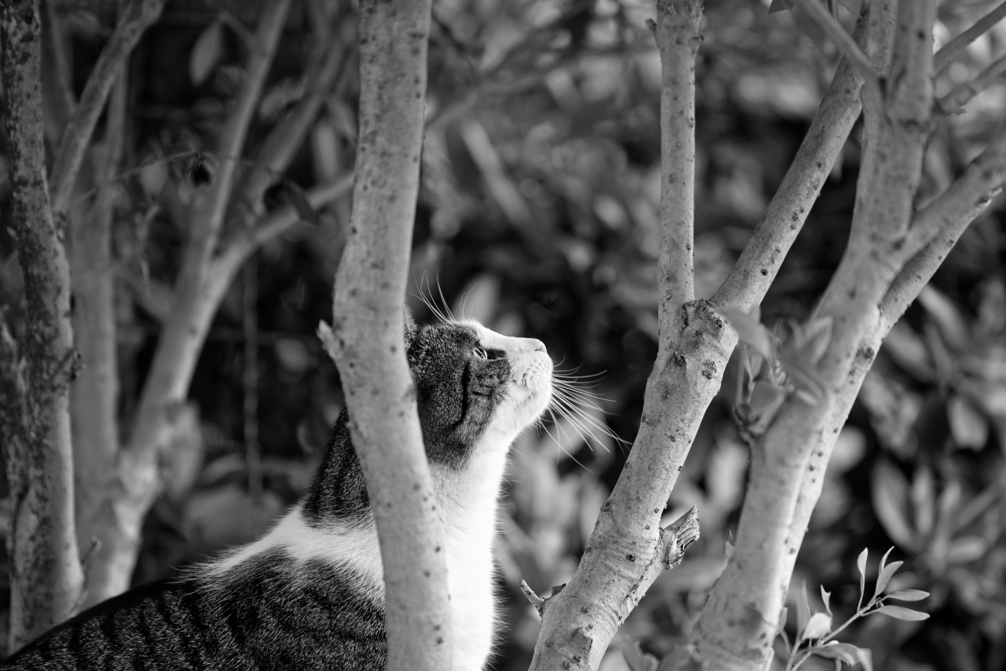 Canon EOS 5D Mark IV + Canon EF 200mm F2.8L II USM sample photo. The cat in my garden photography