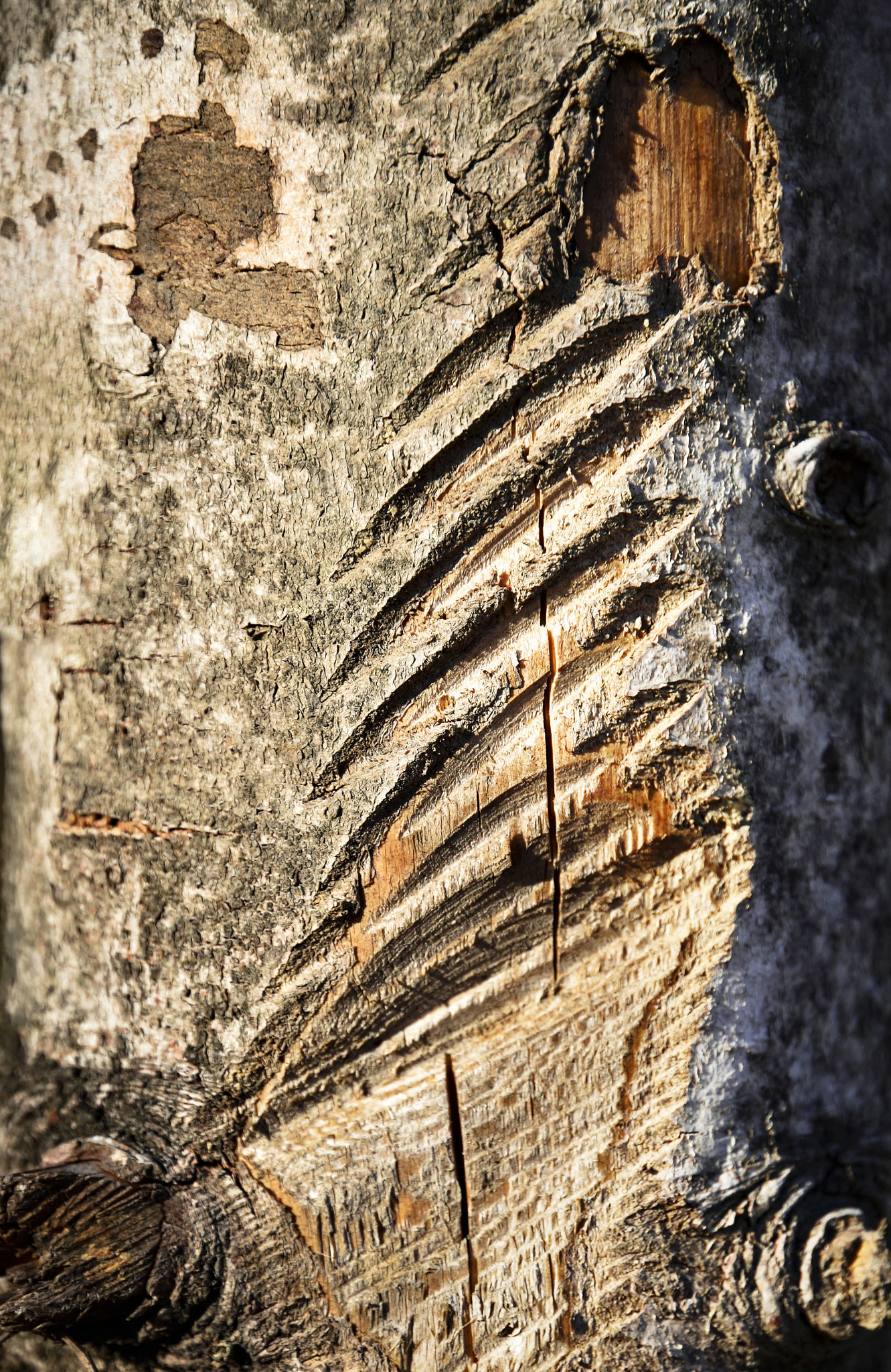Nikon D5500 sample photo. Sawn on the bark of a tree photography