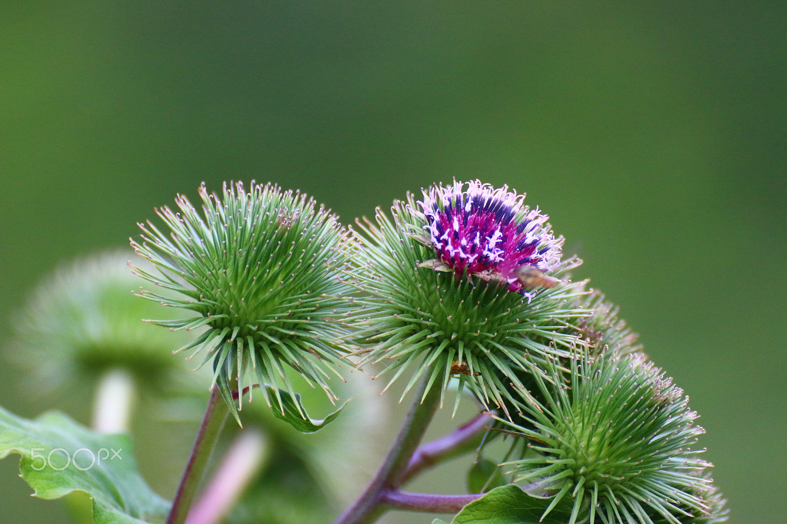 Canon EOS 70D + Tamron SP 35mm F1.8 Di VC USD sample photo. Thistle photography