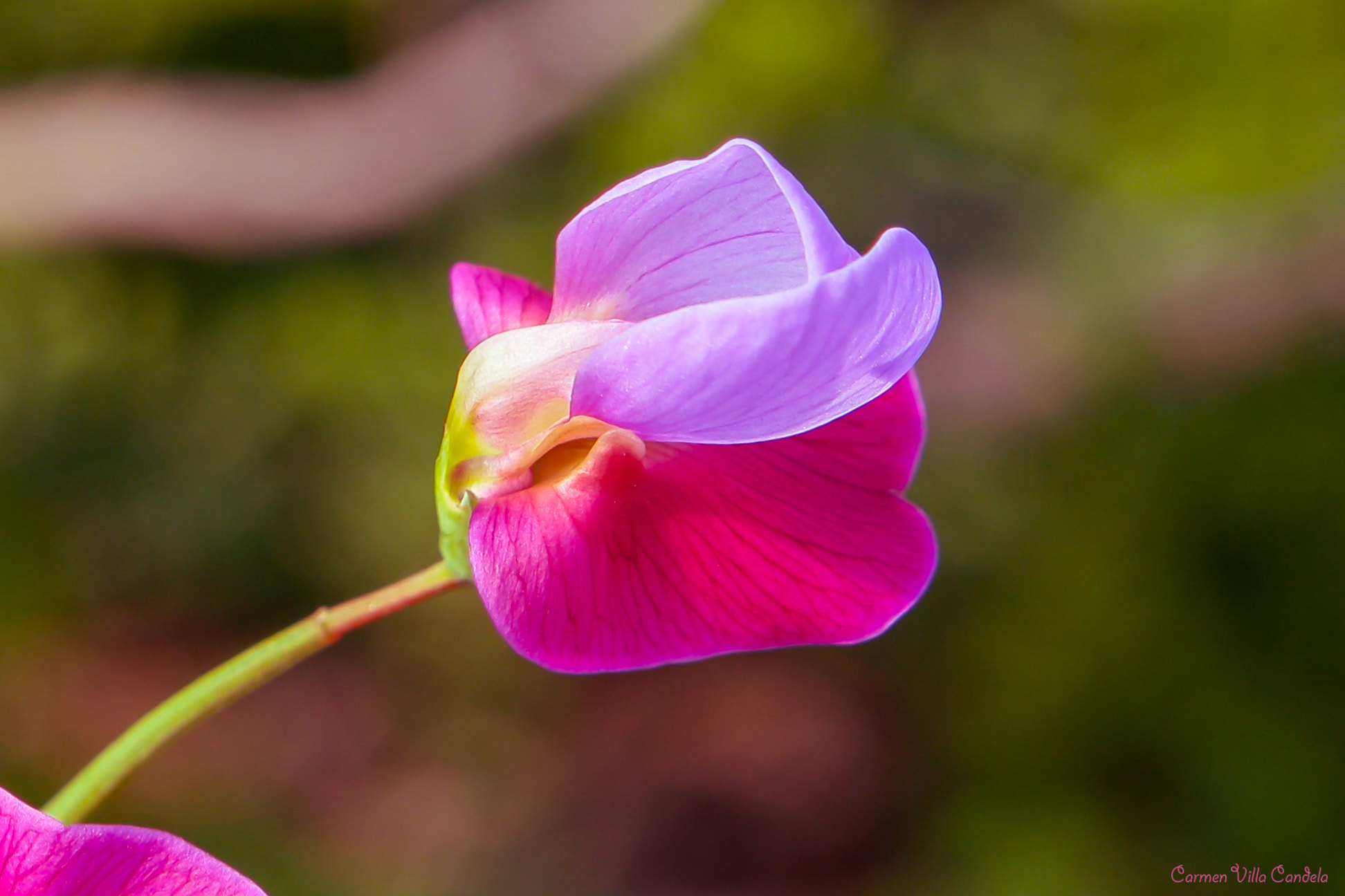Samsung NX500 + Samsung NX 16-50mm F3.5-5.6 Power Zoom ED OIS sample photo. Natura photography
