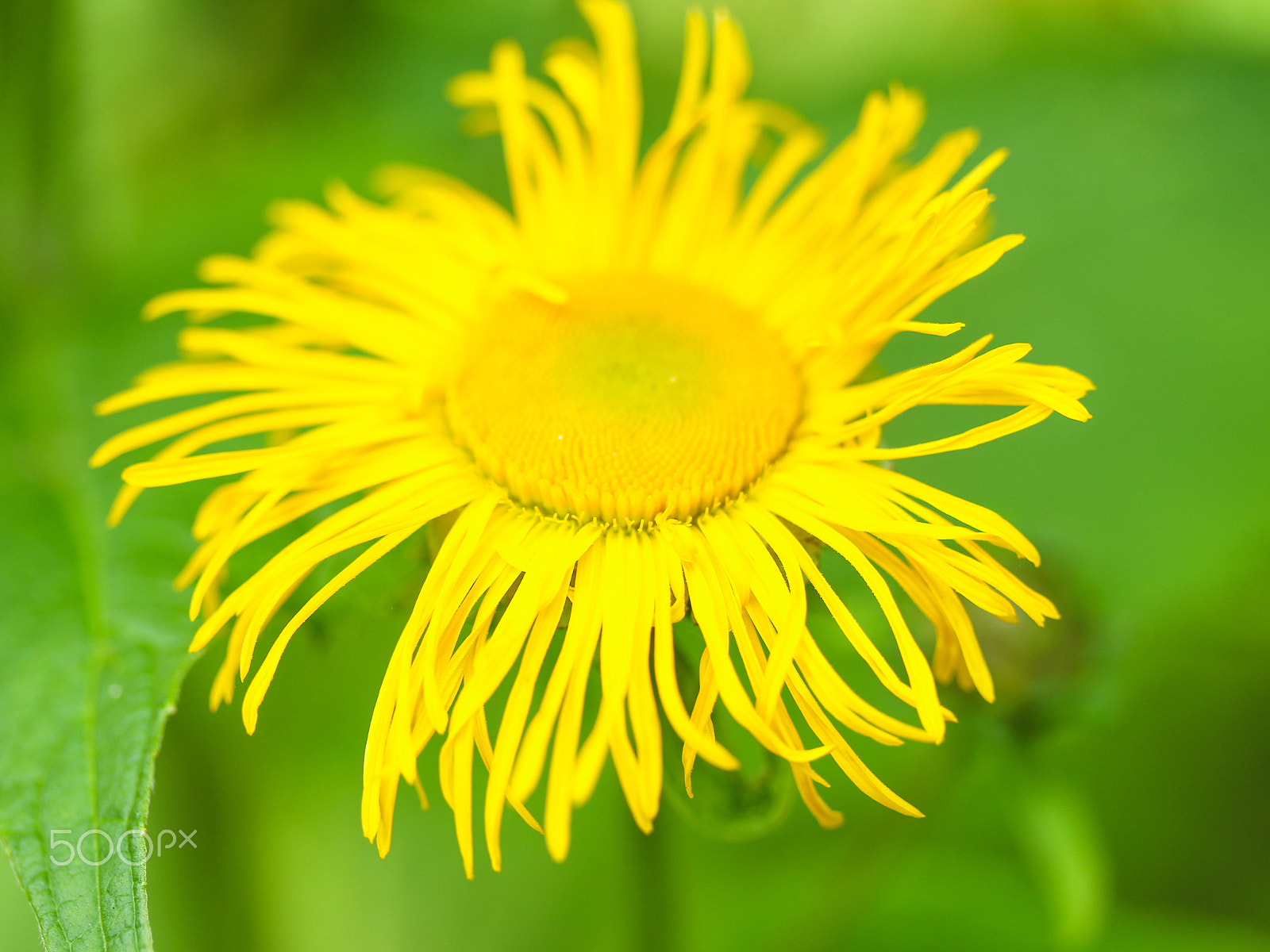 Canon EF-S 60mm F2.8 Macro USM sample photo. Yellow flower photography