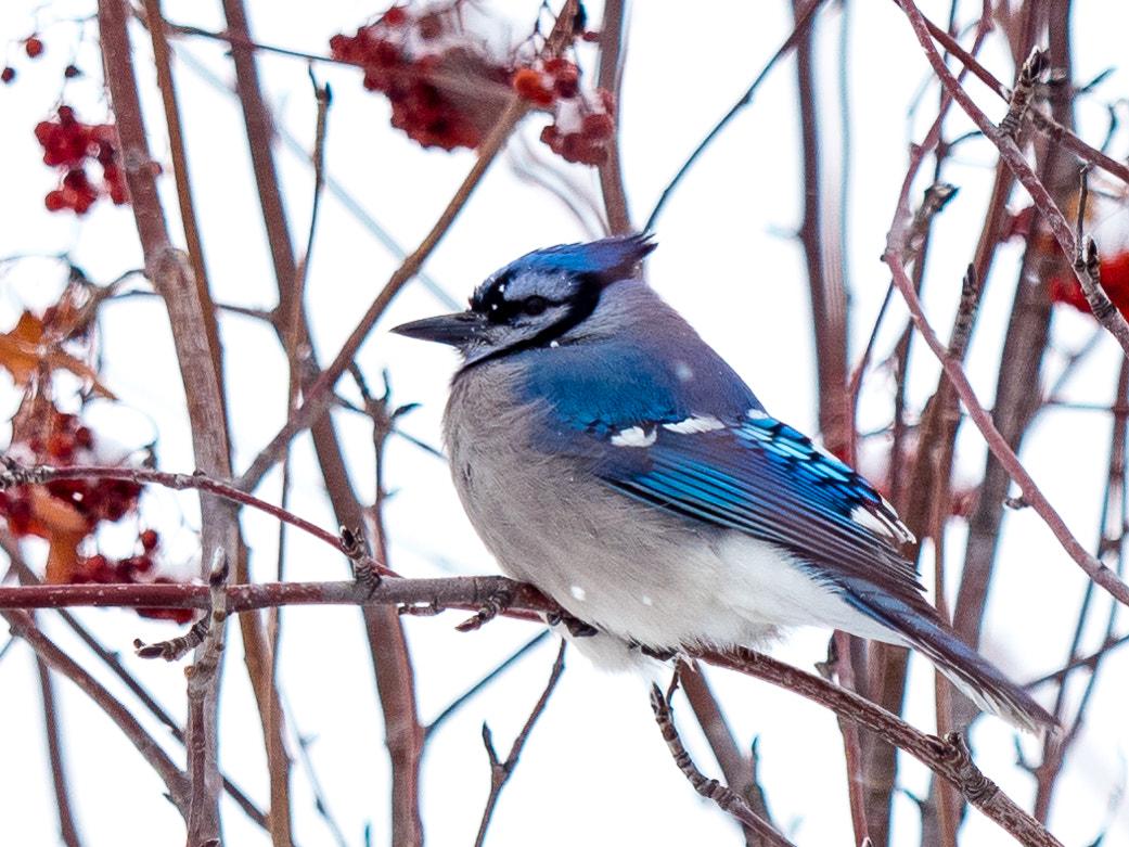 Olympus OM-D E-M5 II + Olympus M.Zuiko Digital ED 40-150mm F2.8 Pro sample photo. Blue jay photography