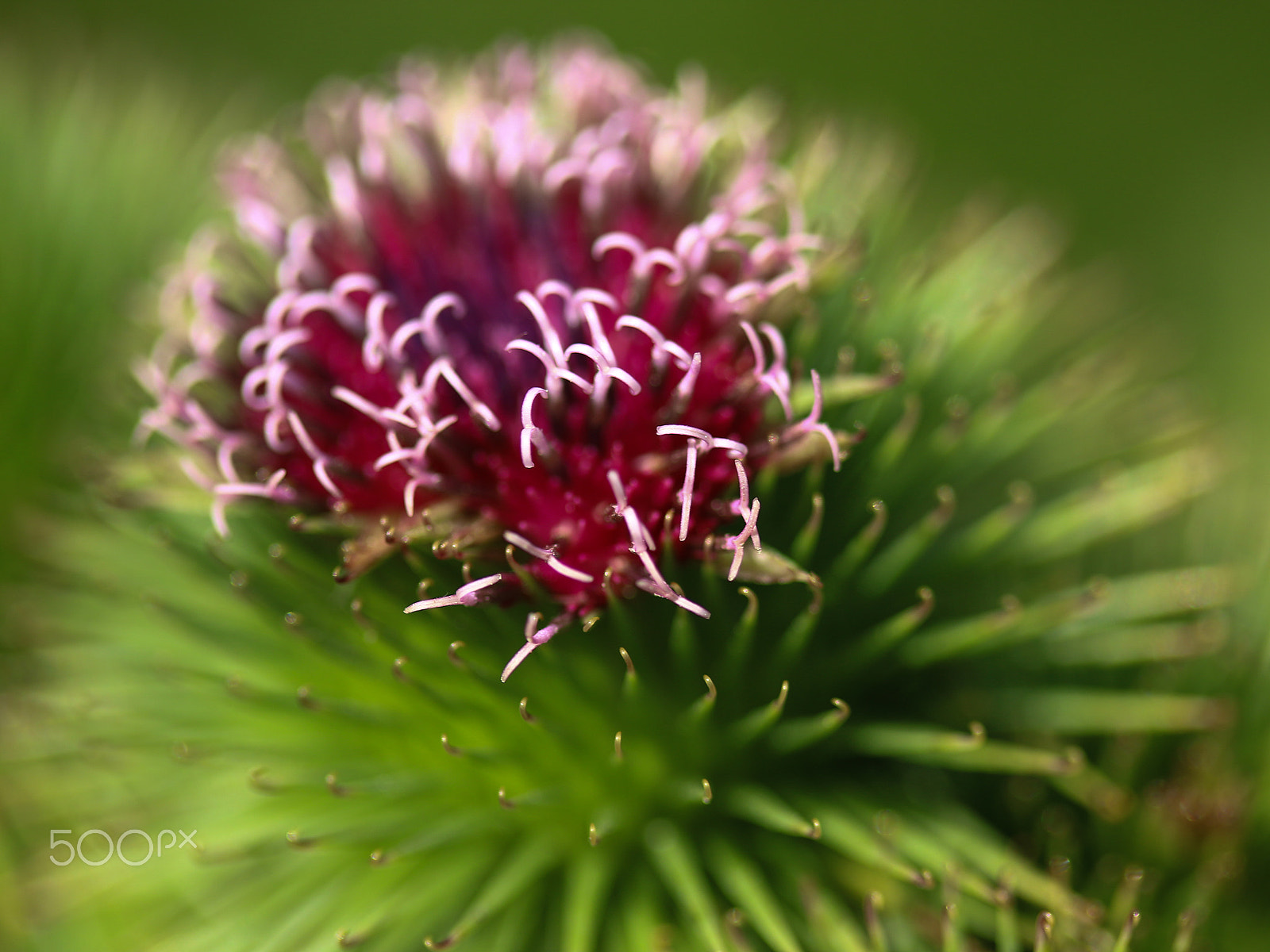 Canon EF-S 60mm F2.8 Macro USM sample photo. Thistle photography