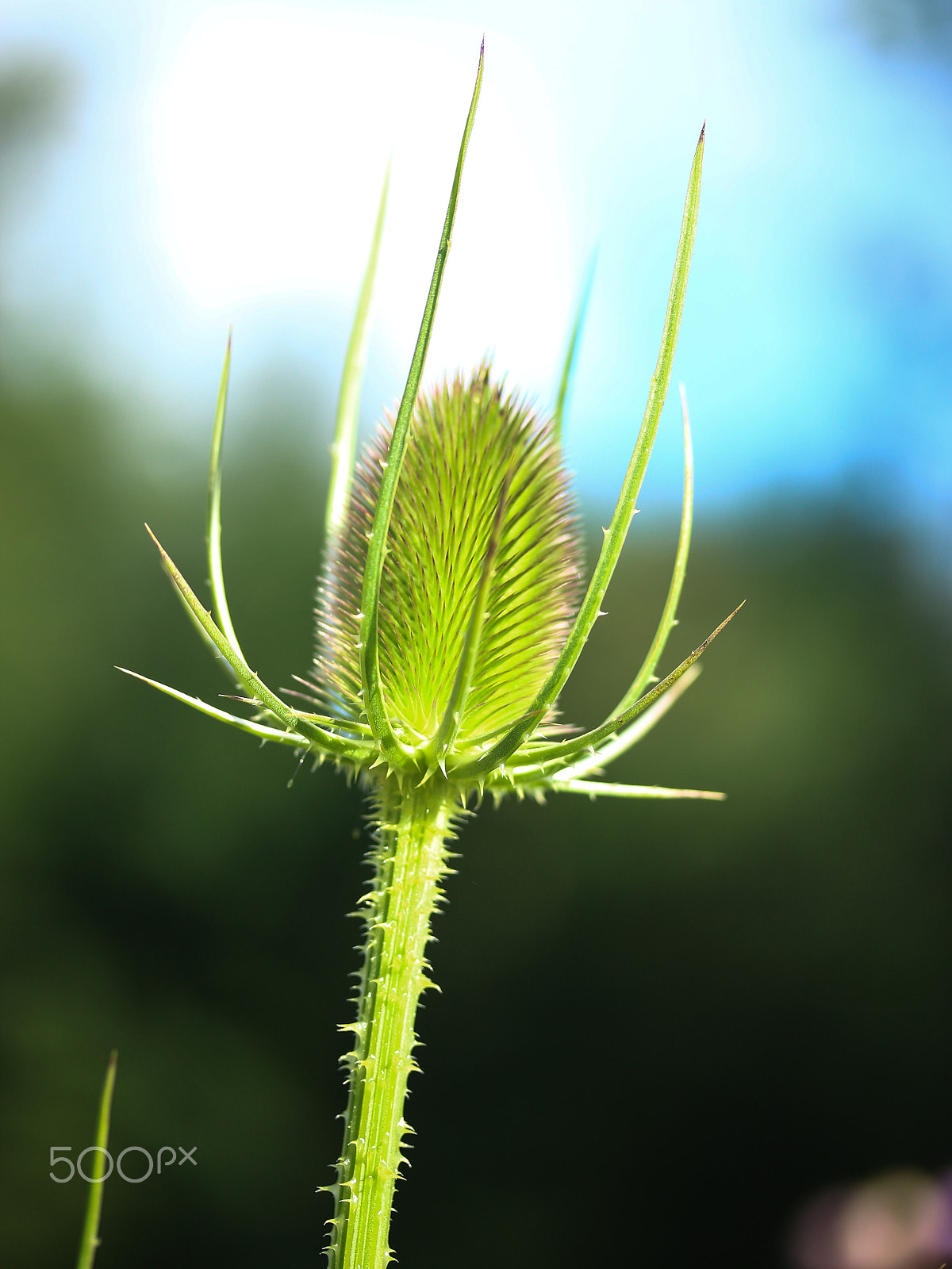 Canon EF-S 60mm F2.8 Macro USM sample photo. Thistle photography