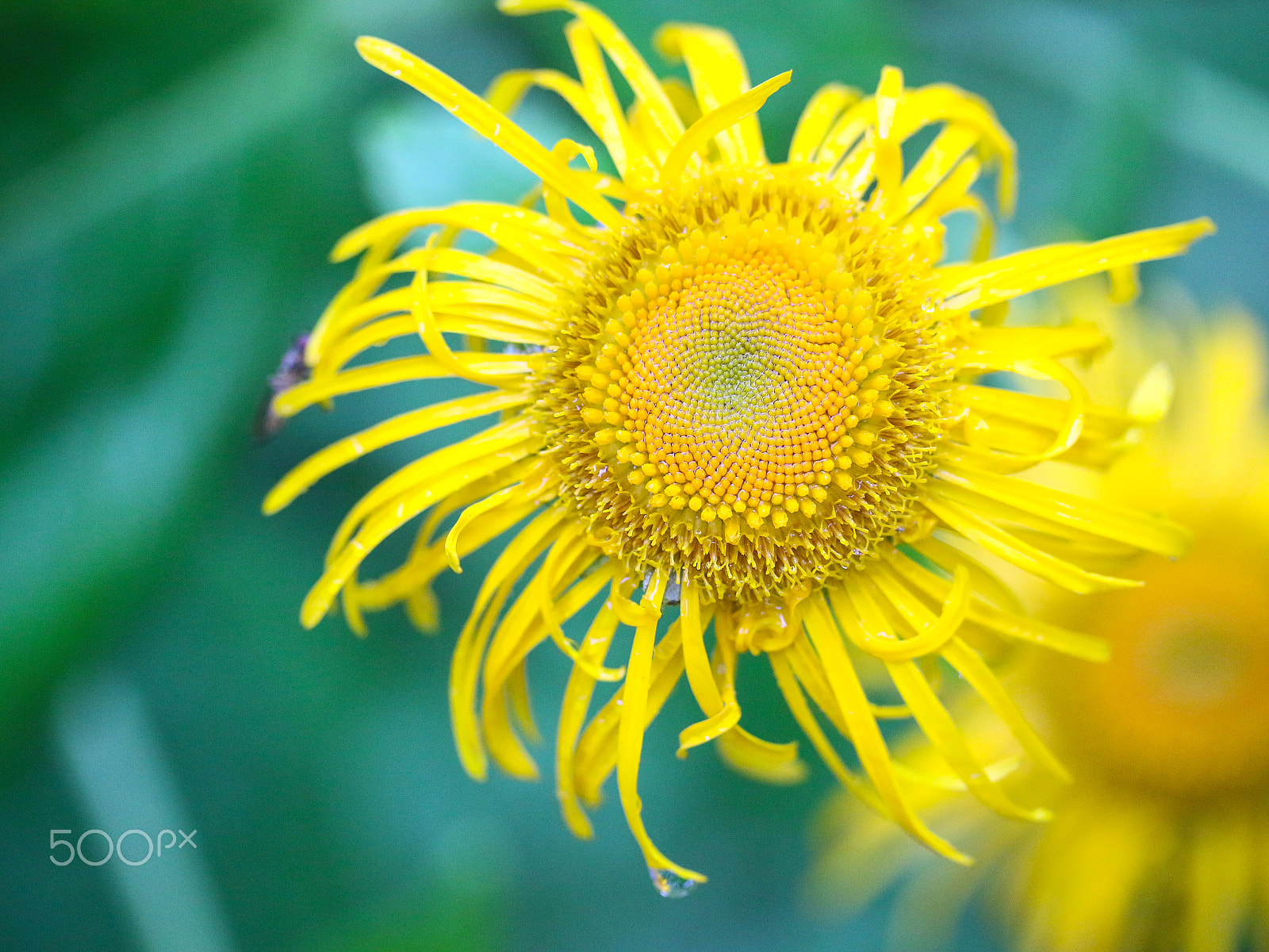 Canon EF-S 60mm F2.8 Macro USM sample photo. Img photography