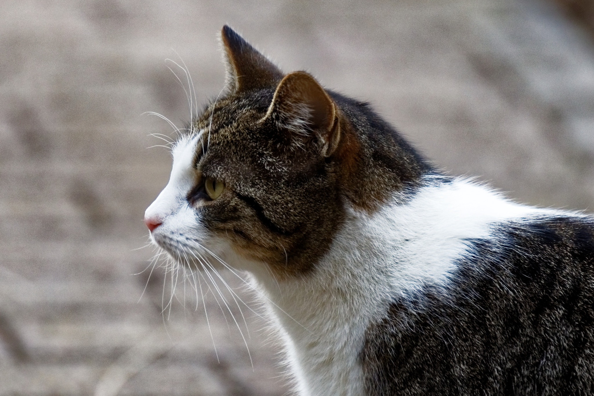 Canon EOS 5D Mark IV + Canon EF 200mm F2.8L II USM sample photo. The cat in my garden photography