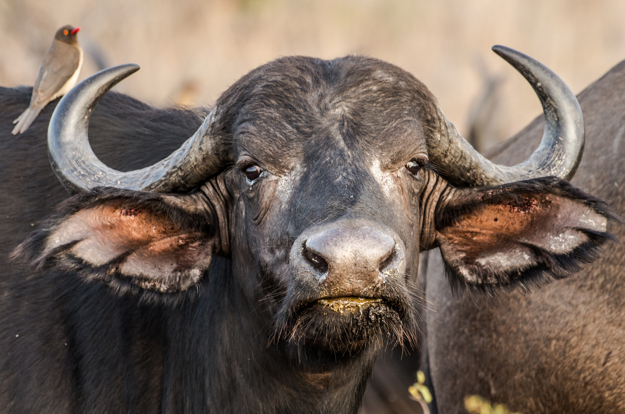 Pentax K-5 II sample photo. Buffalo closeup photography