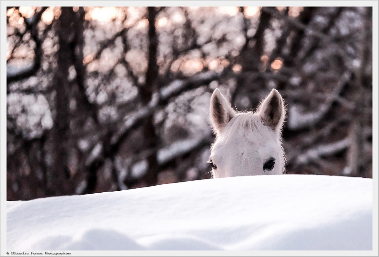 Fujifilm X-T1 + Fujifilm XF 50-140mm F2.8 R LM OIS WR sample photo. Peekaboo! photography