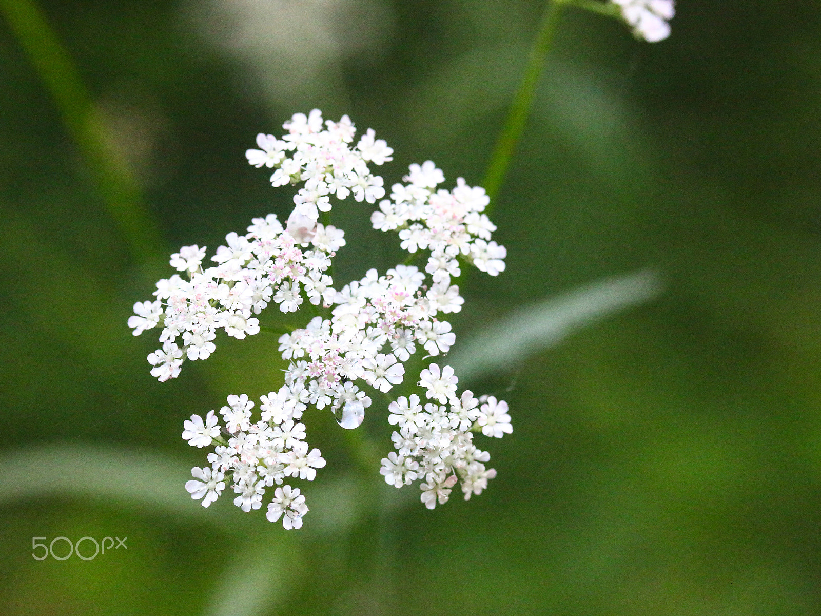 Canon EF-S 60mm F2.8 Macro USM sample photo. White flower photography