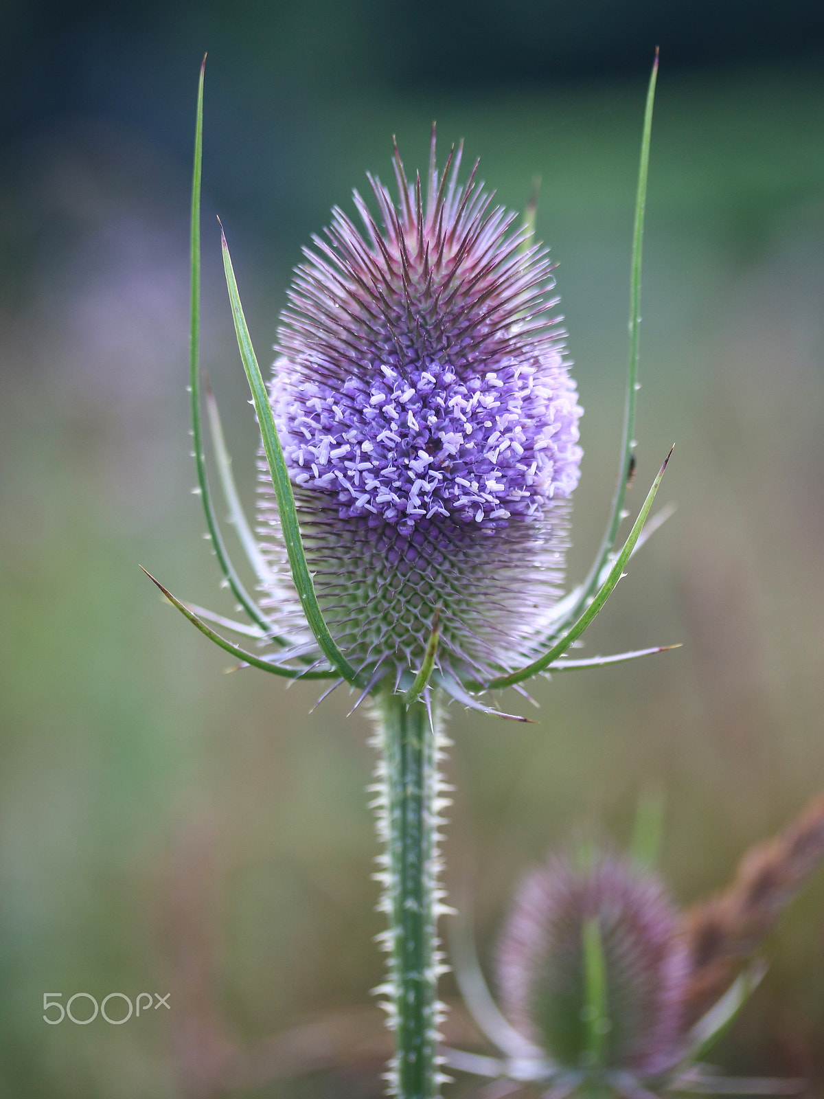 Canon EF-S 60mm F2.8 Macro USM sample photo. Thistle photography