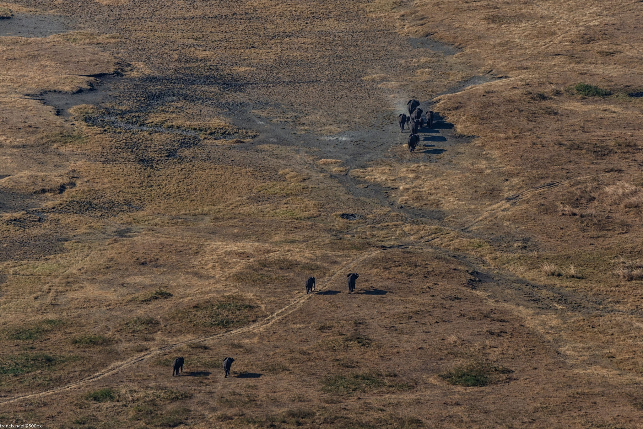 Sigma 150-600mm F5-6.3 DG OS HSM | S sample photo. Elephants in ngorongoro photography