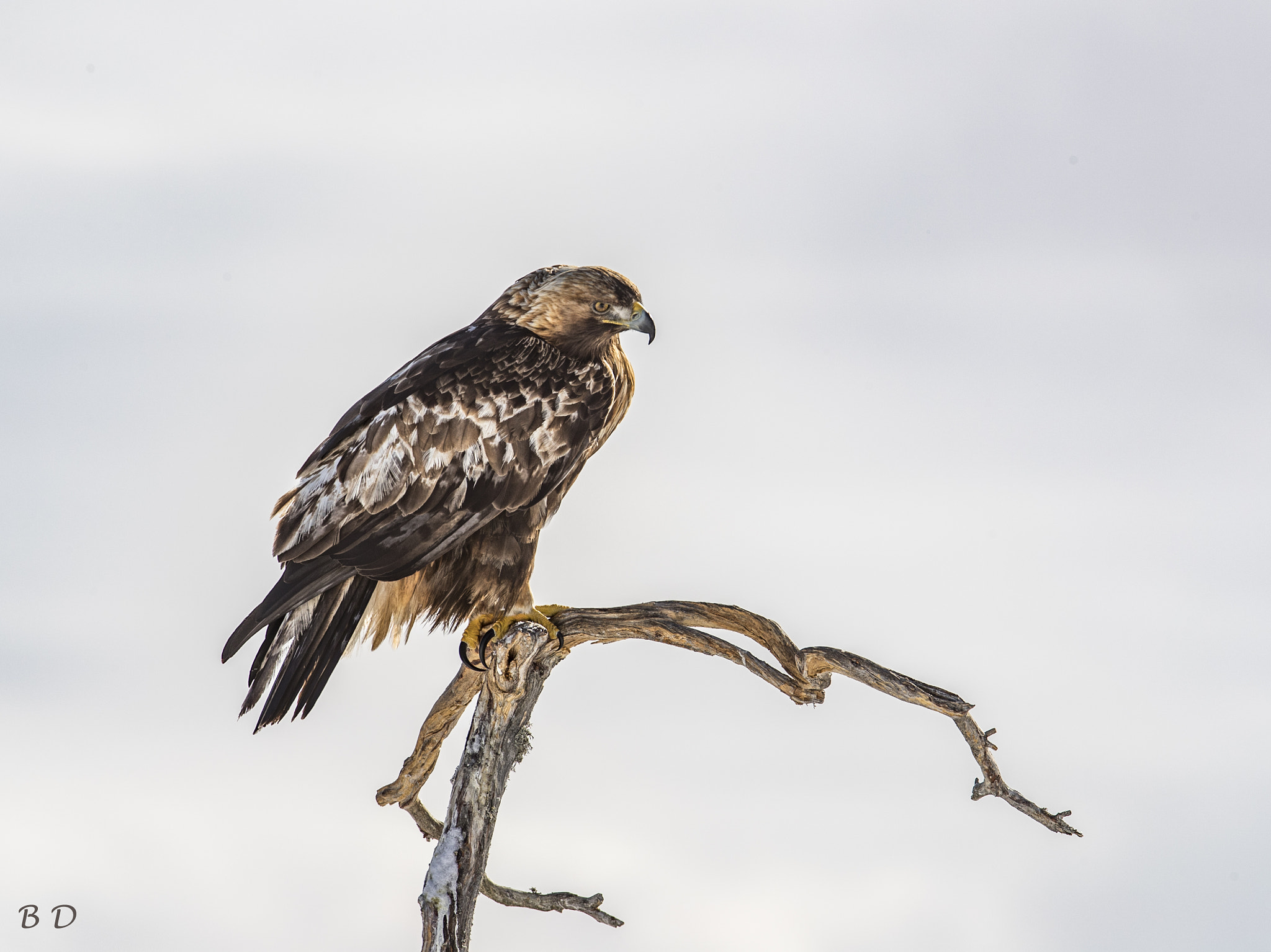 Canon EF 300mm F2.8L IS USM sample photo. In the top of the tree photography