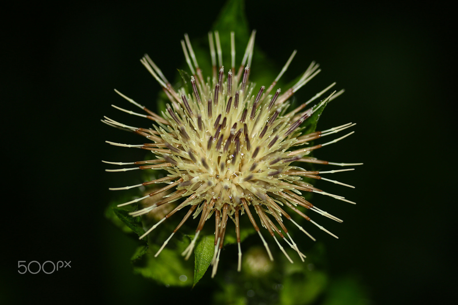 Canon EF-S 60mm F2.8 Macro USM sample photo. Thistle photography
