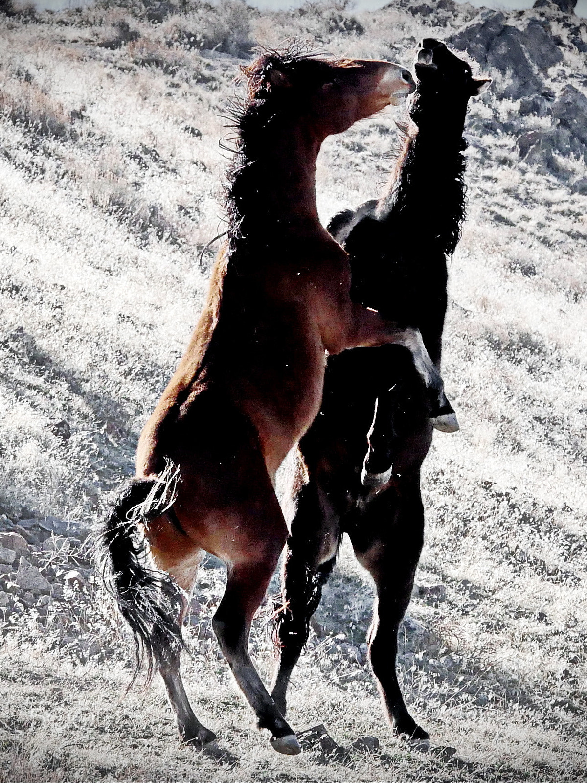 Panasonic Lumix DMC-GX8 sample photo. Horseplay photography
