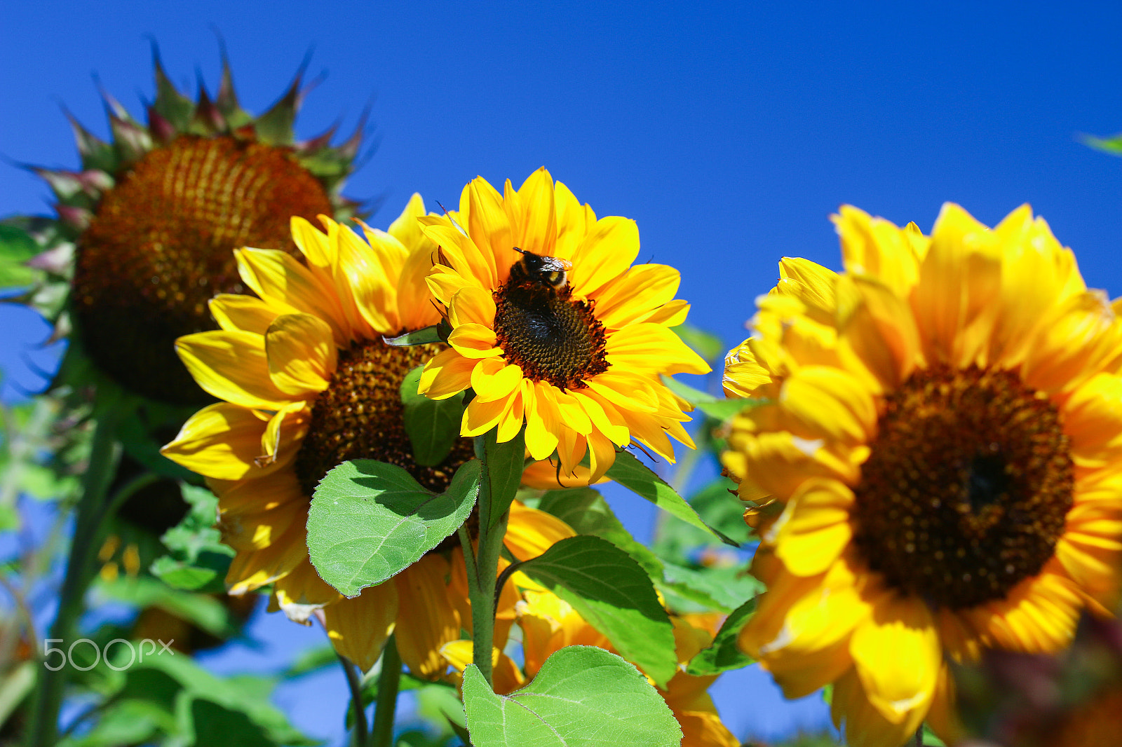 Canon EF-S 60mm F2.8 Macro USM sample photo. Sunflower photography