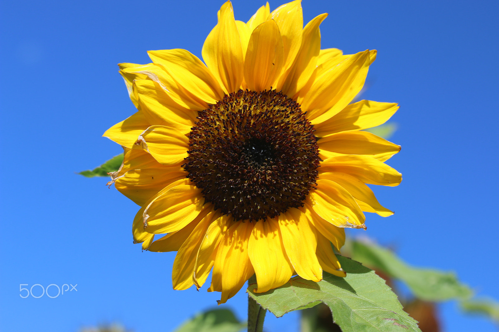 Canon EF-S 60mm F2.8 Macro USM sample photo. Sunflower photography