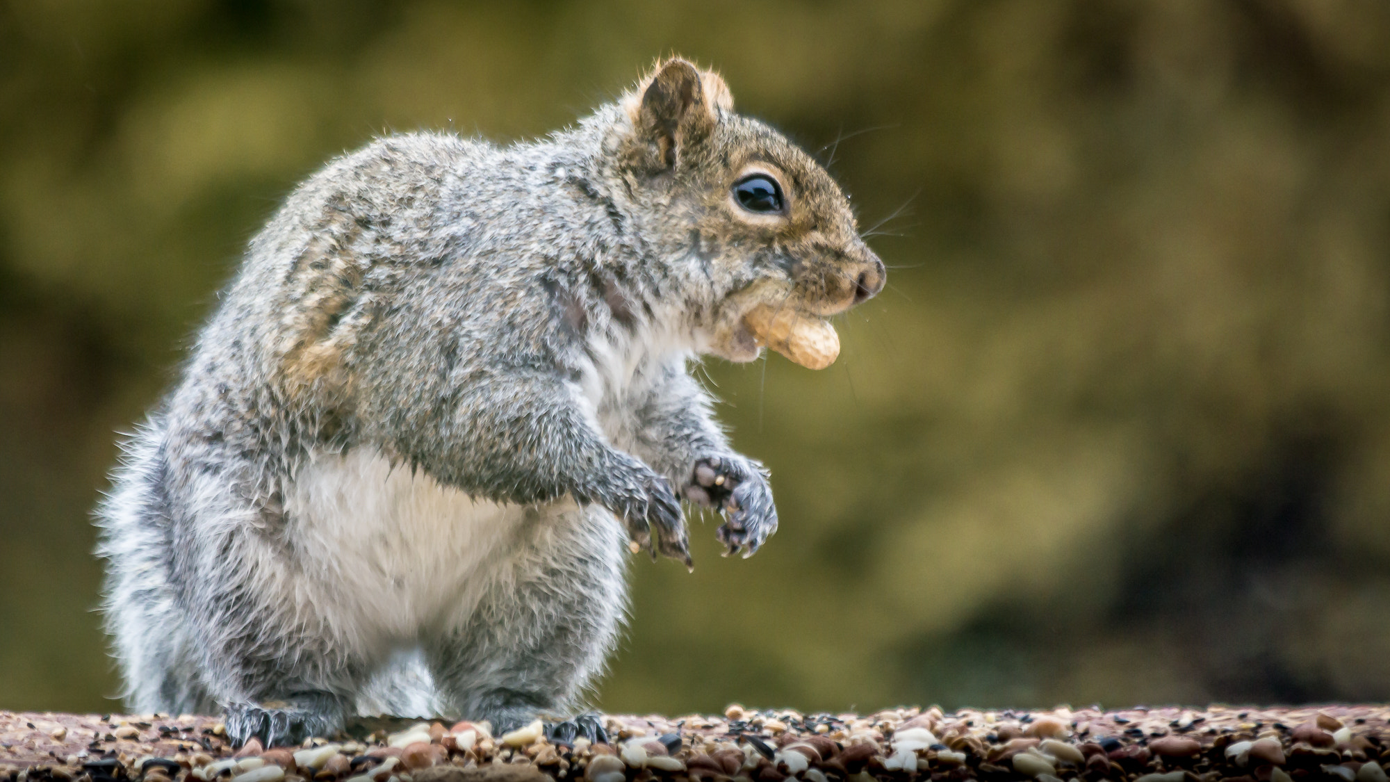 Canon EF 70-300mm F4-5.6 IS USM sample photo. A mouthful... photography