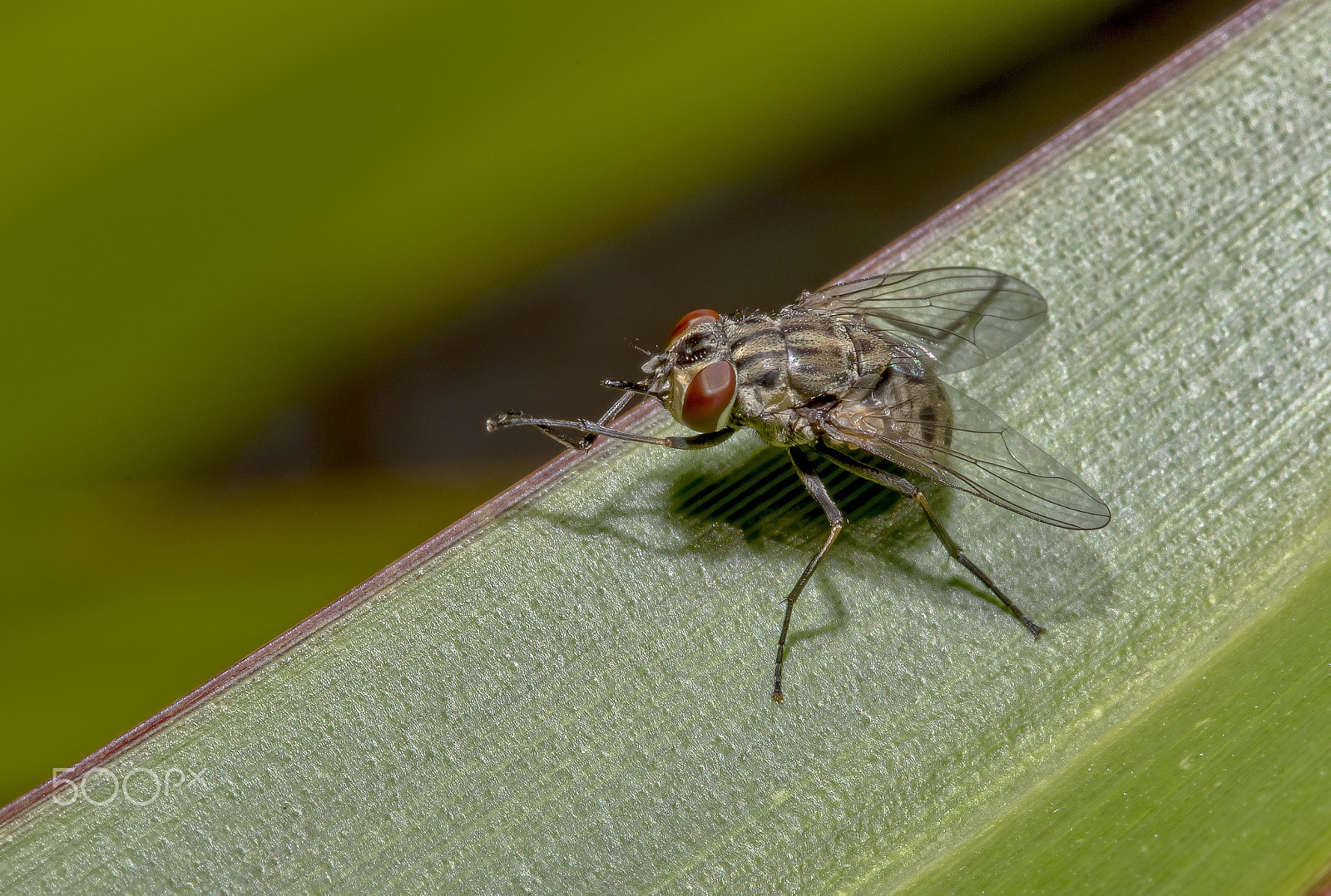 Canon EF 100mm F2.8 Macro USM sample photo. Fly photography