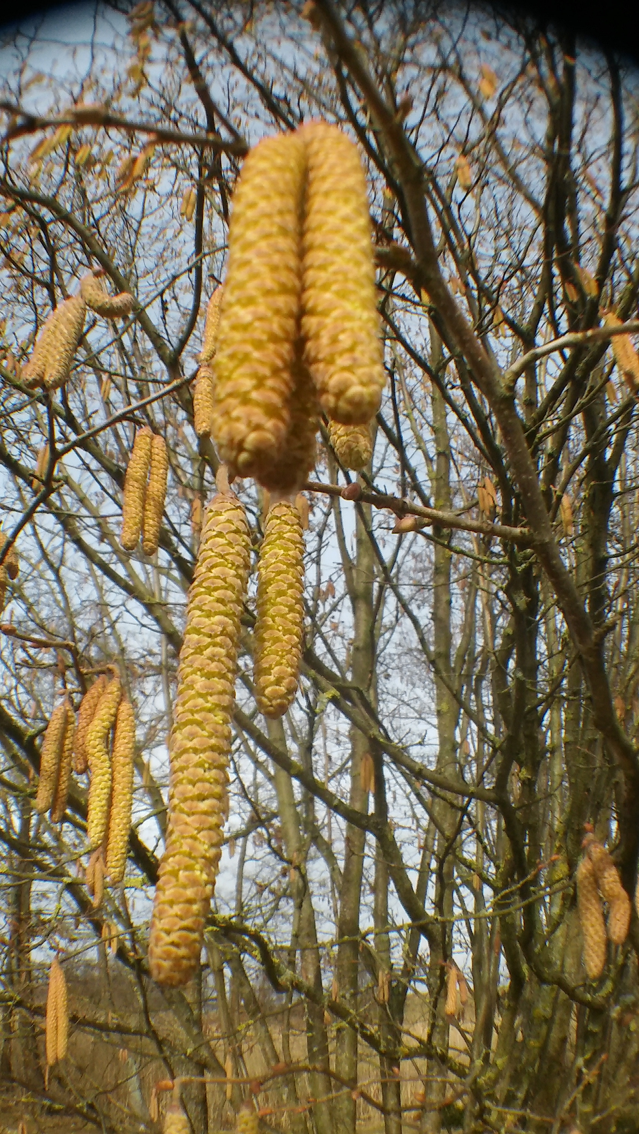 LG SPIRIT 4G LTE sample photo. Spring photography