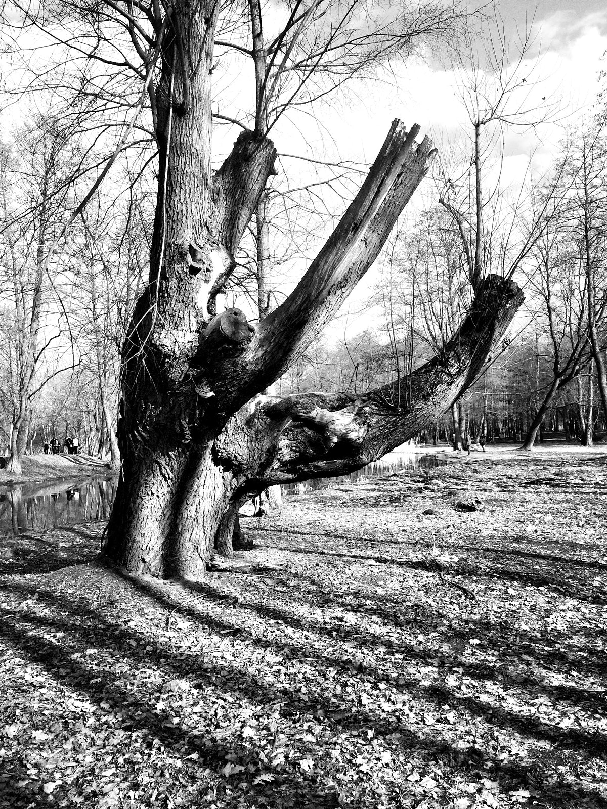 Blackie Camera sample photo. "los árboles mueren de pie" photography