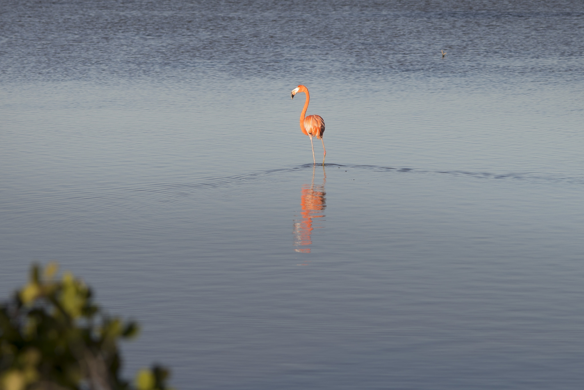 Nikon D600 + AF DC-Nikkor 135mm f/2 sample photo. Birds of mexico photography