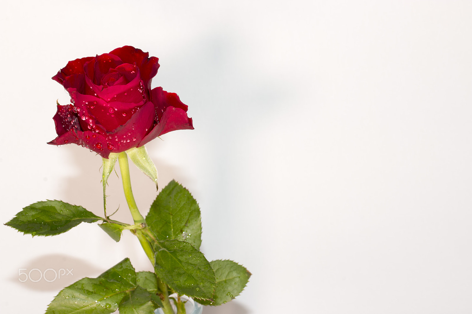 Canon EF-S 60mm F2.8 Macro USM sample photo. Red rose photography