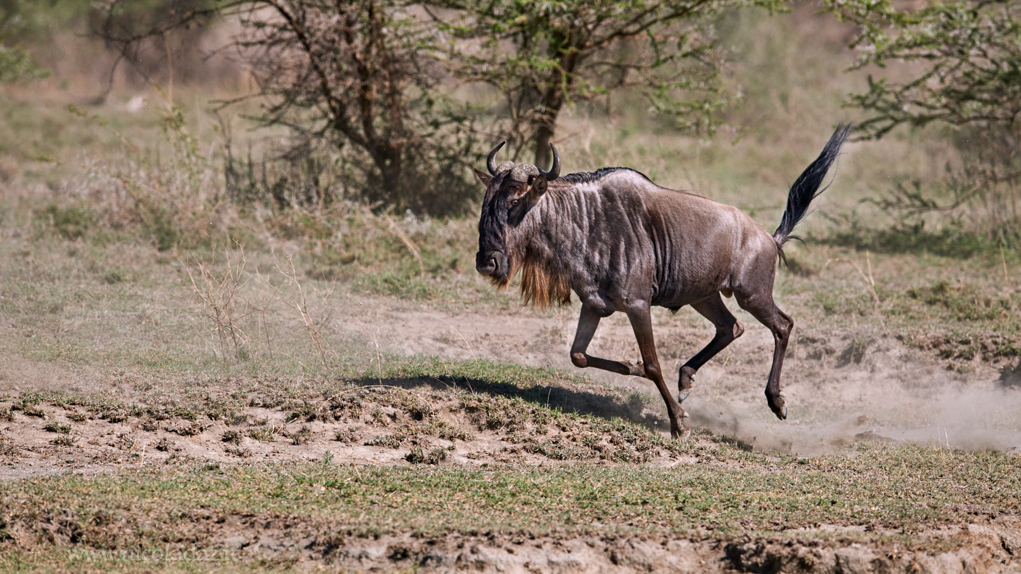 Nikon D5 + Nikon AF-S Nikkor 600mm F4E FL ED VR sample photo. Gnu photography