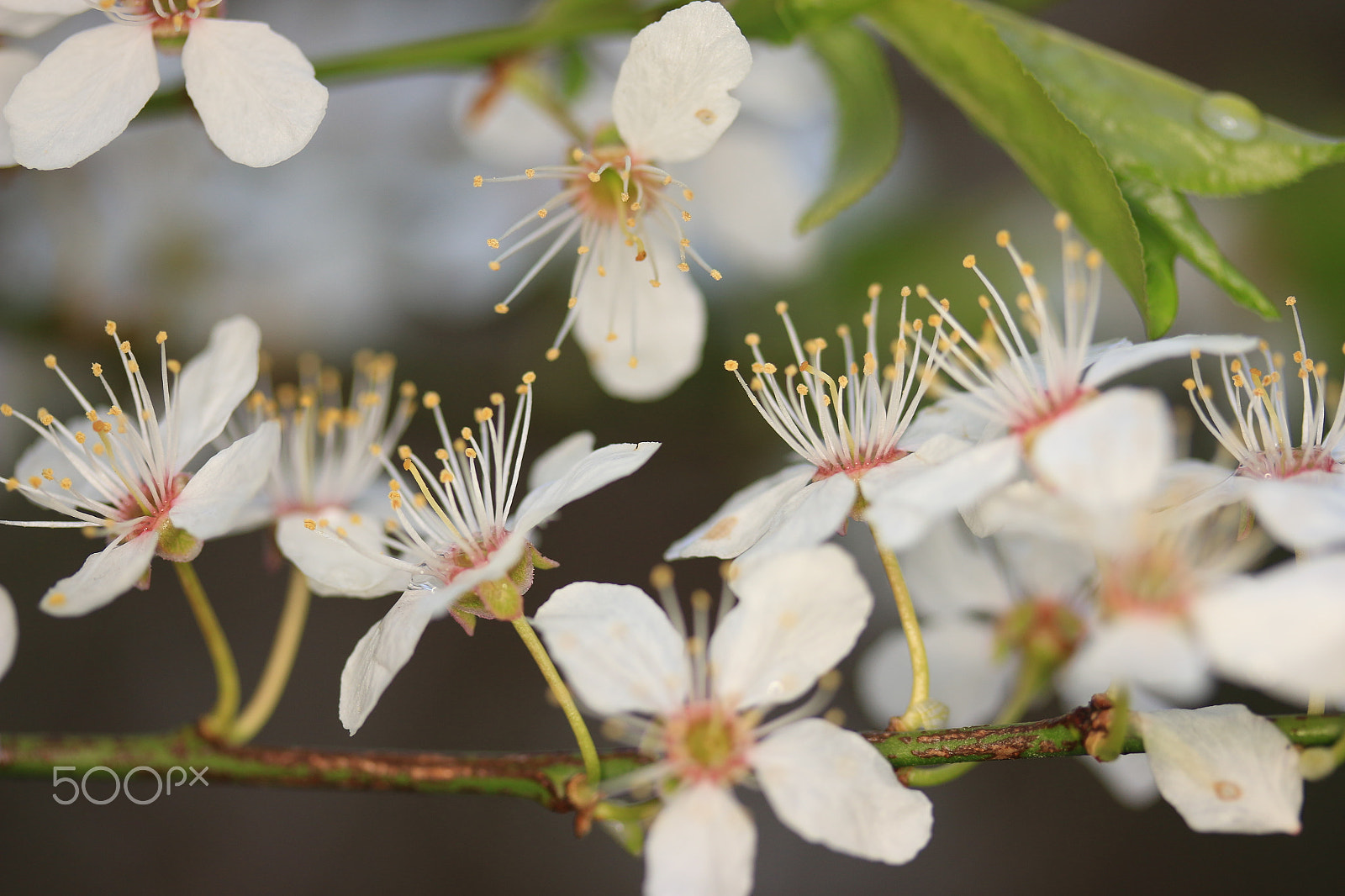 Canon EF-S 60mm F2.8 Macro USM sample photo. White flower photography