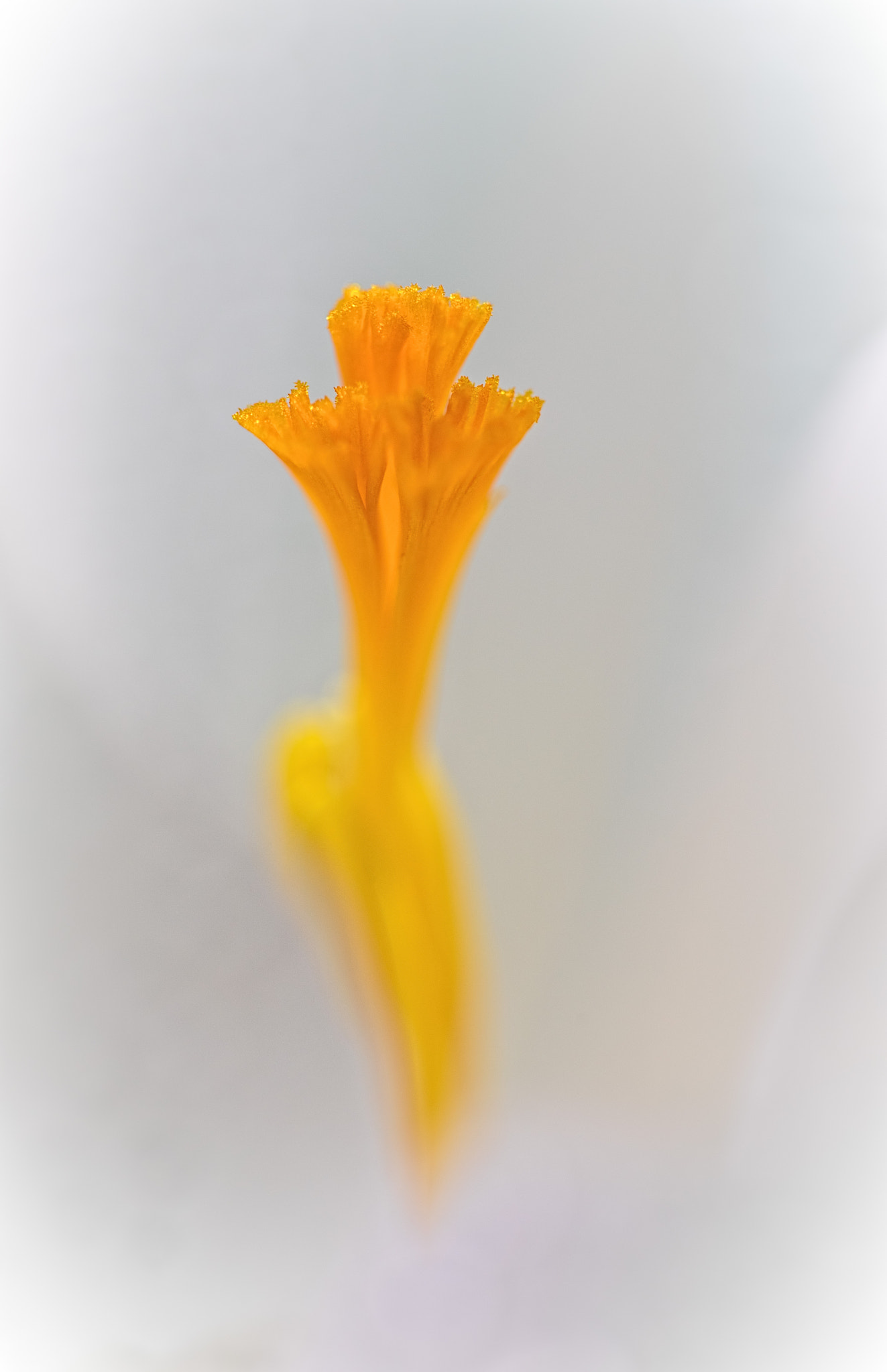 Canon EF 100mm F2.8 Macro USM sample photo. Orange fountain 2 photography
