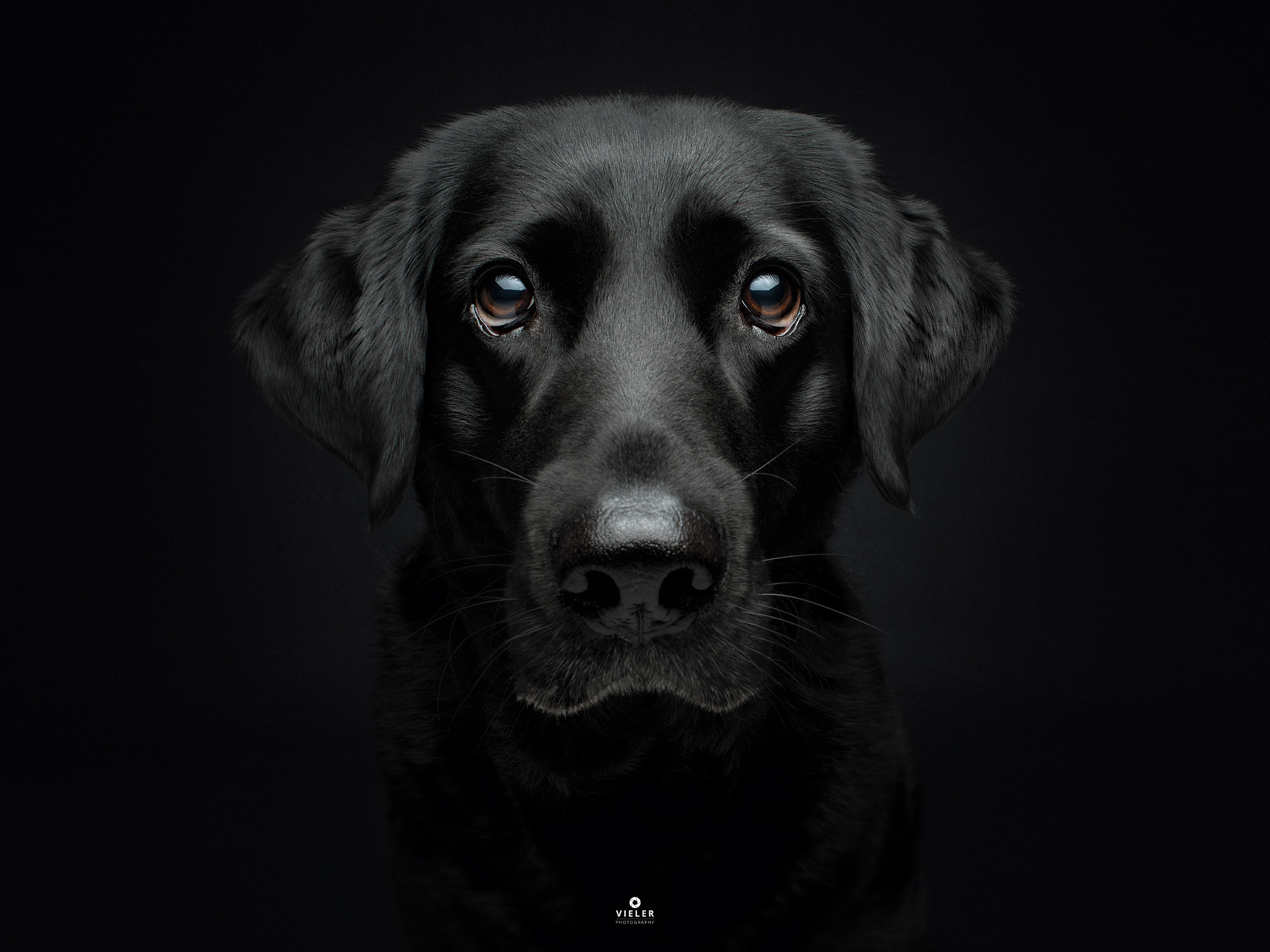 Canon EF 28mm F1.8 USM sample photo. Black lab photography