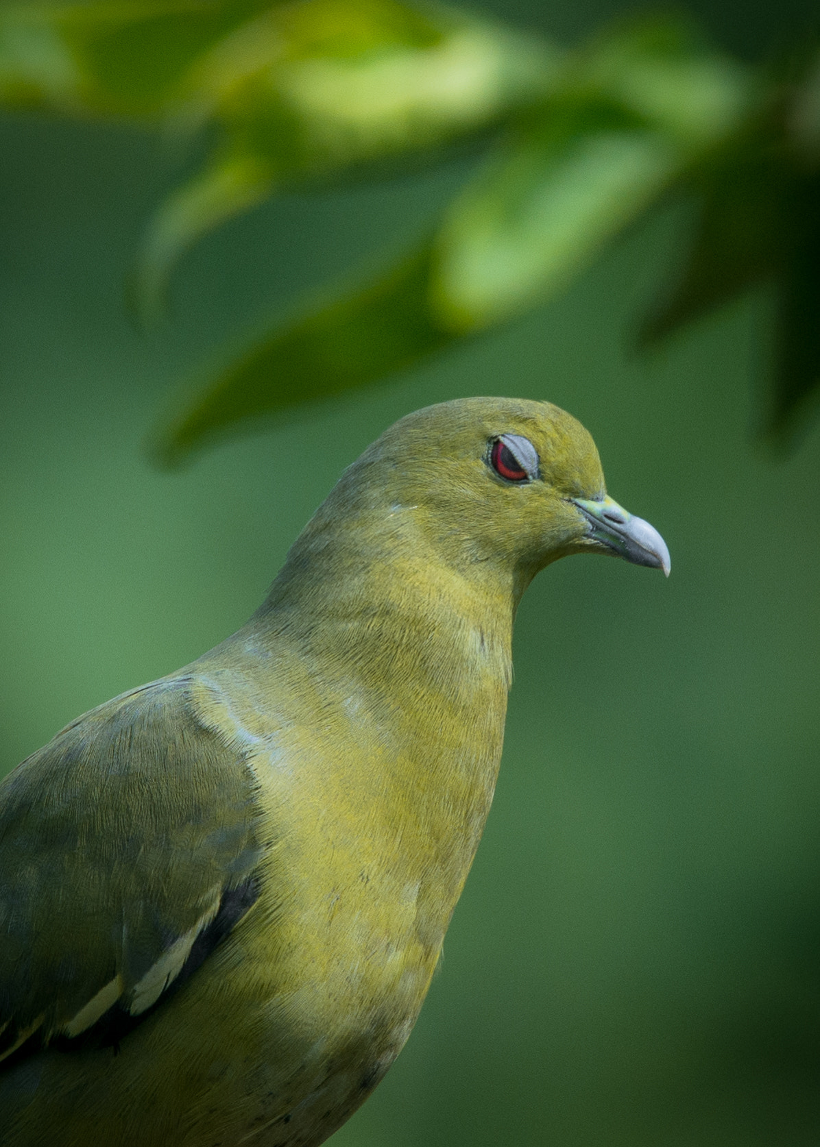 Nikon Nikkor AF-S 300mm F4E PF ED VR sample photo. So, who's the most beautiful of them all? photography