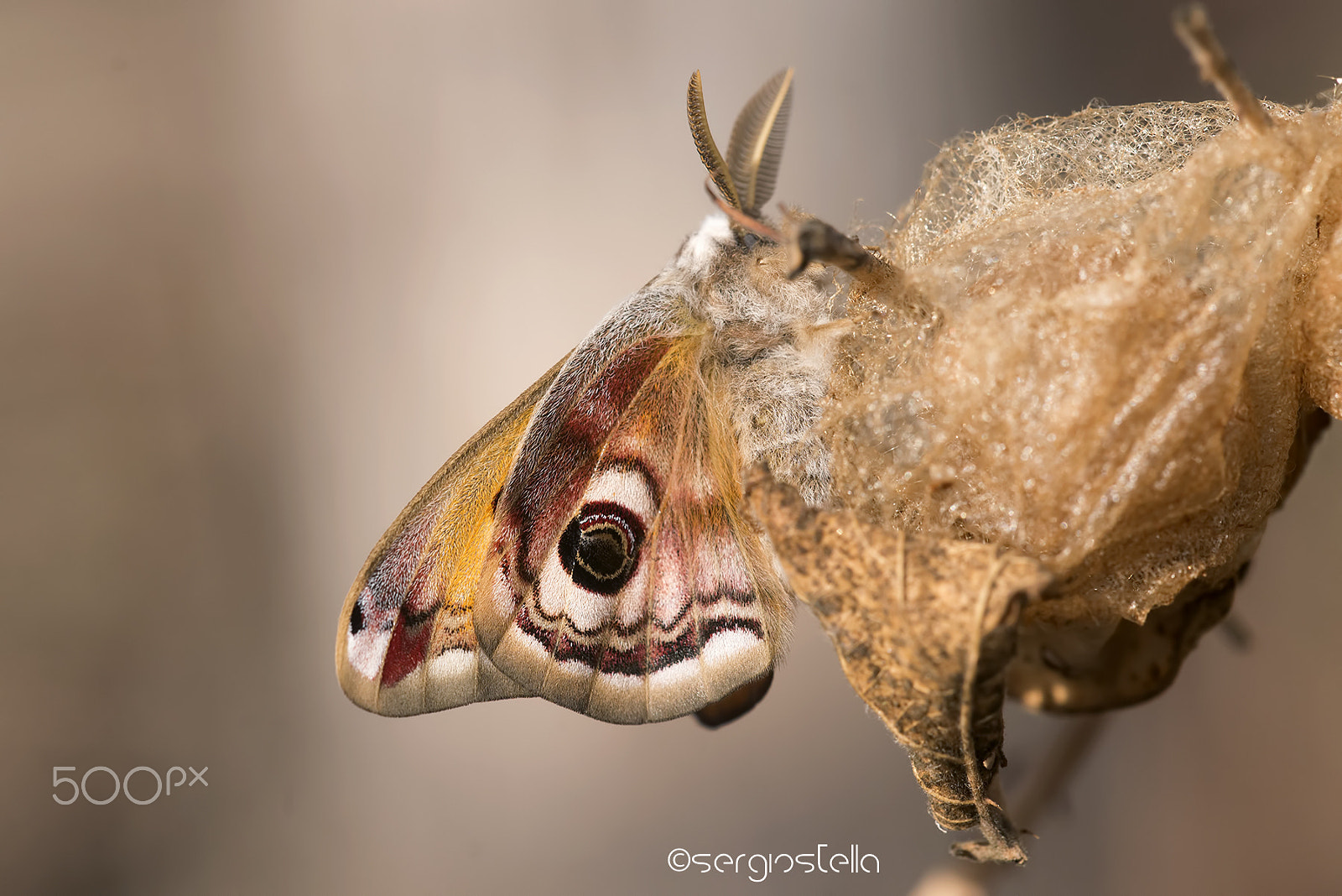 Nikon D610 + Sigma 150mm F2.8 EX DG Macro HSM sample photo. Pavonia e bozzolo____ photography