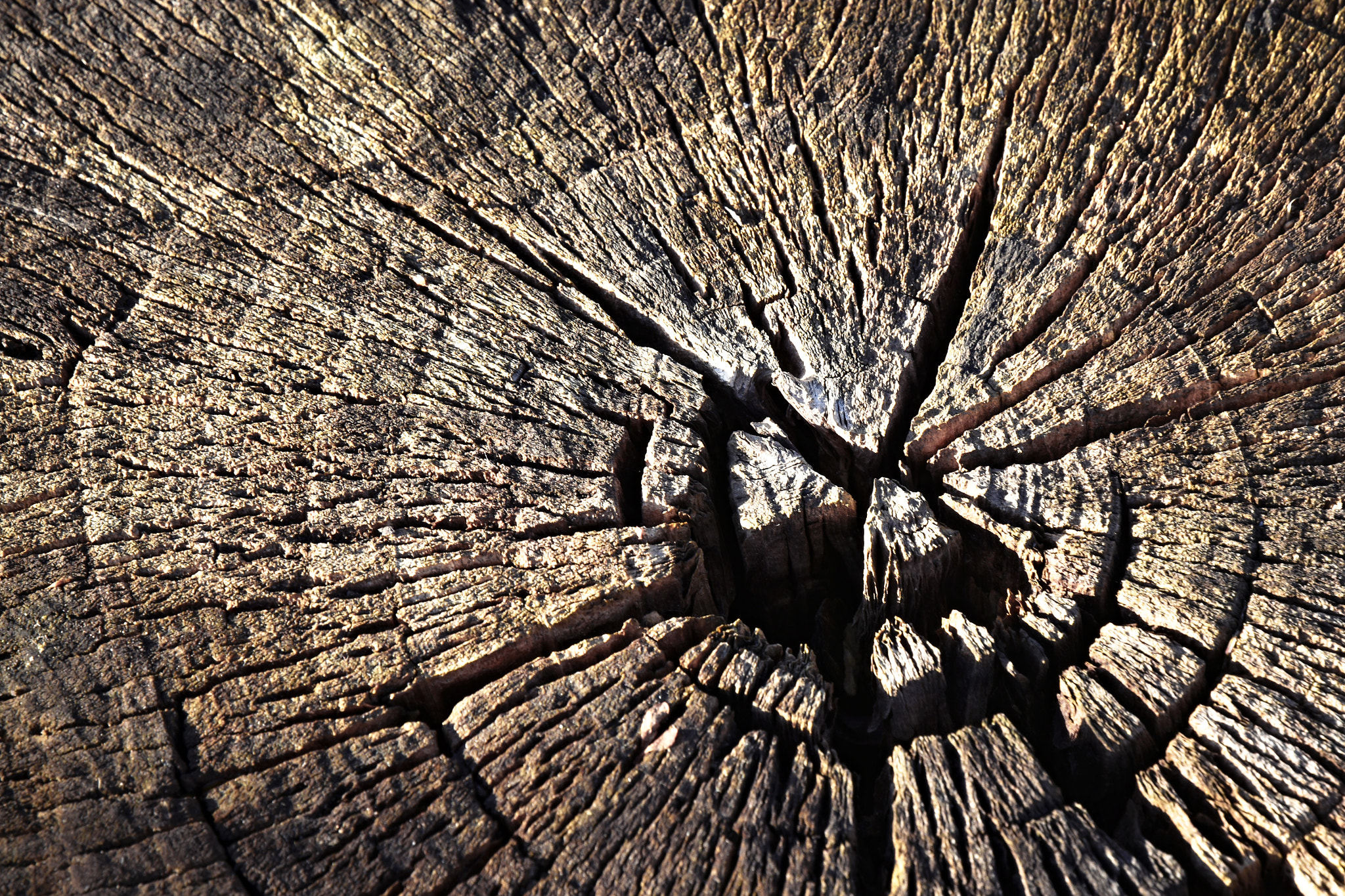 Nikon D5500 sample photo. Old dry stump photography