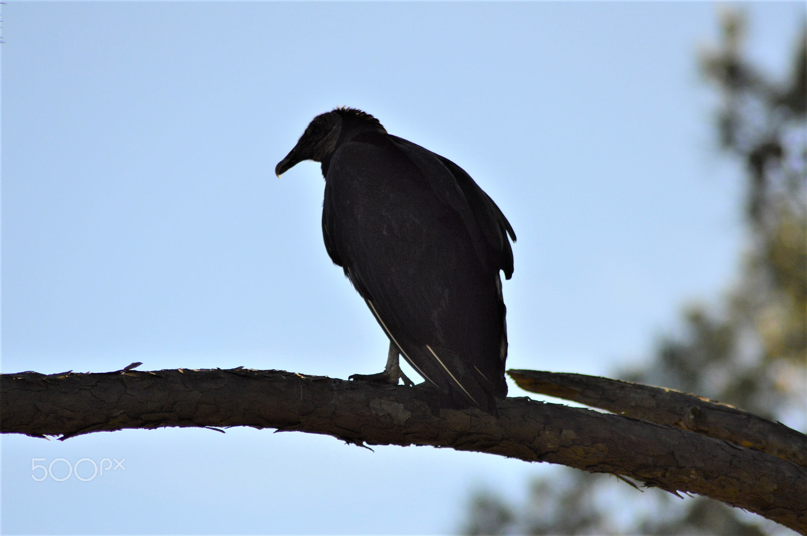 Nikon AF Nikkor 70-300mm F4-5.6G sample photo. Vulture watching photography