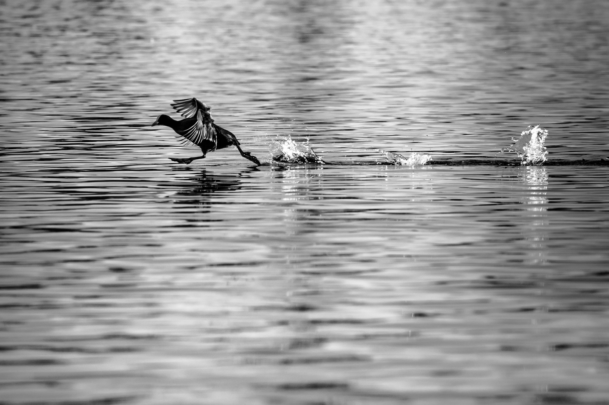 Canon EOS-1D Mark III sample photo. Sundays photography