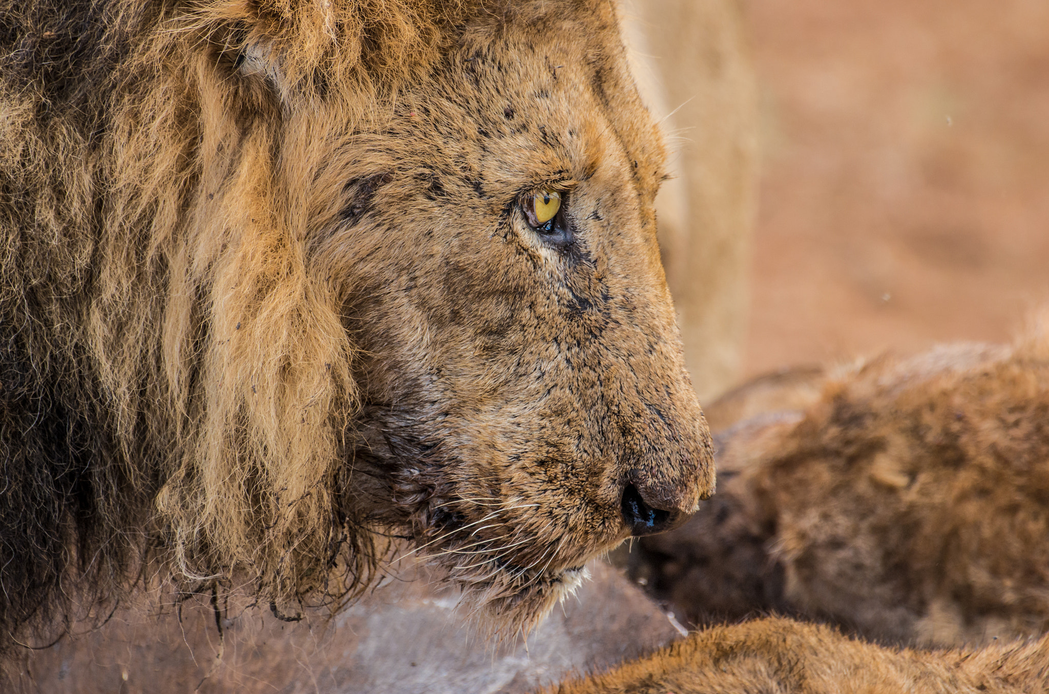 Pentax K-5 II sample photo. Unkempt tired lion after feeding photography