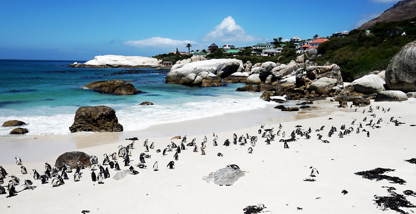 Sony a7 II sample photo. Penguins at boulders, south africa photography
