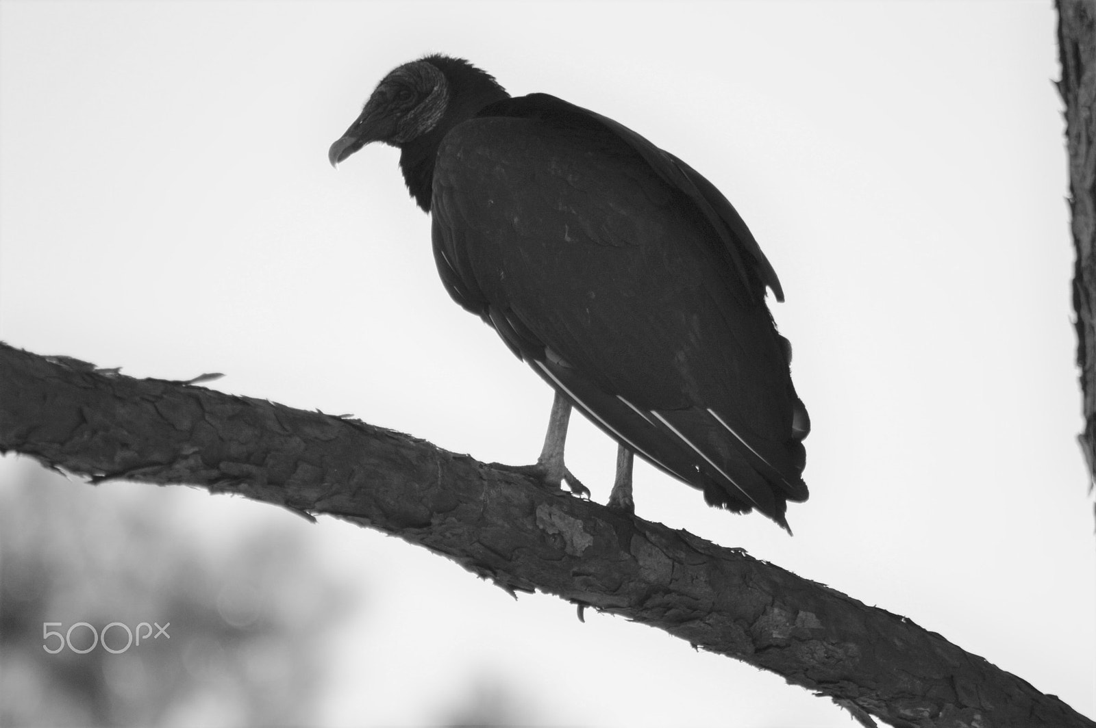 Nikon AF Nikkor 70-300mm F4-5.6G sample photo. Vulture's eye view photography