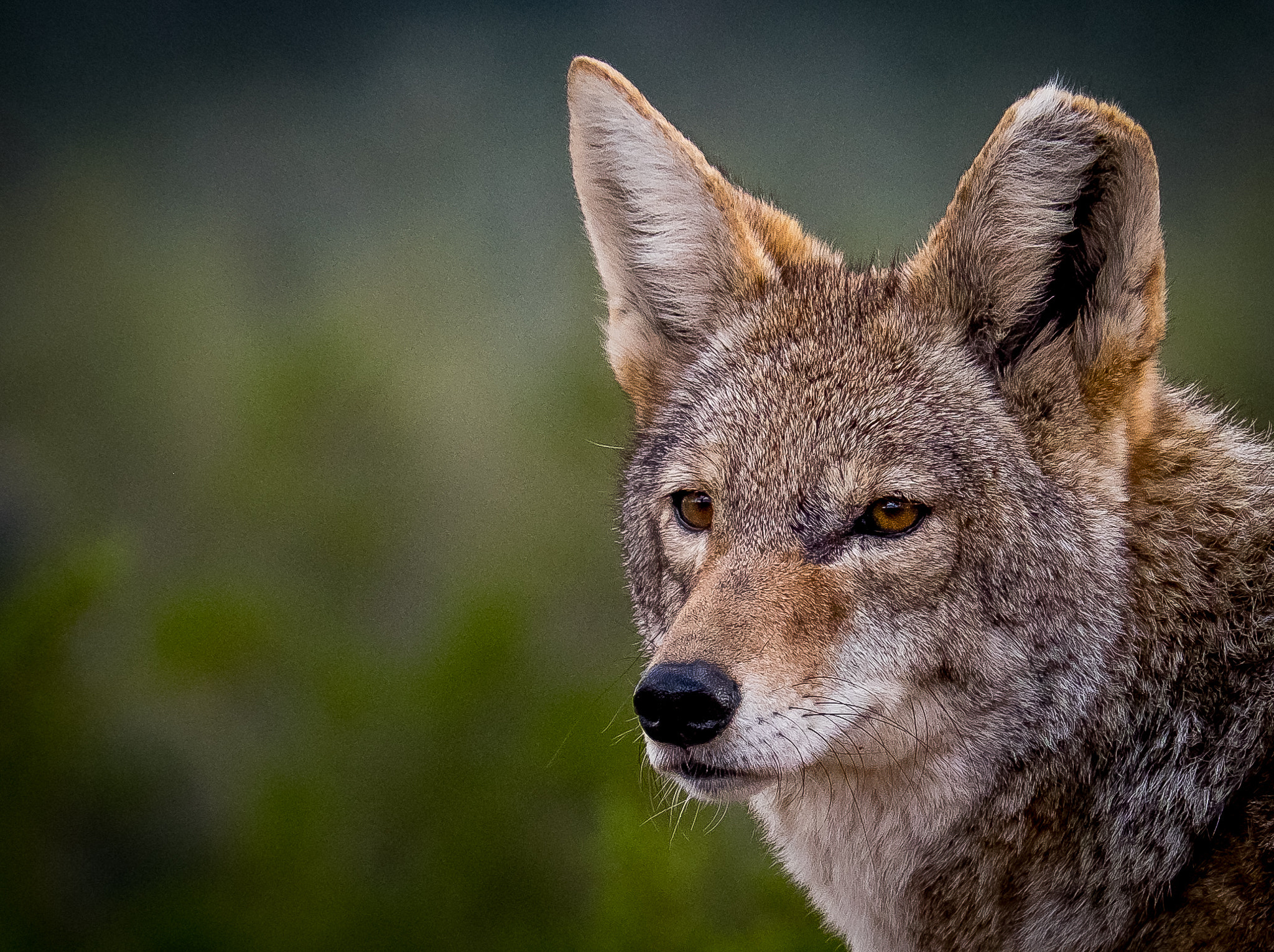 Fujifilm X-T10 + Fujifilm XC 50-230mm F4.5-6.7 OIS II sample photo. Coyote photography