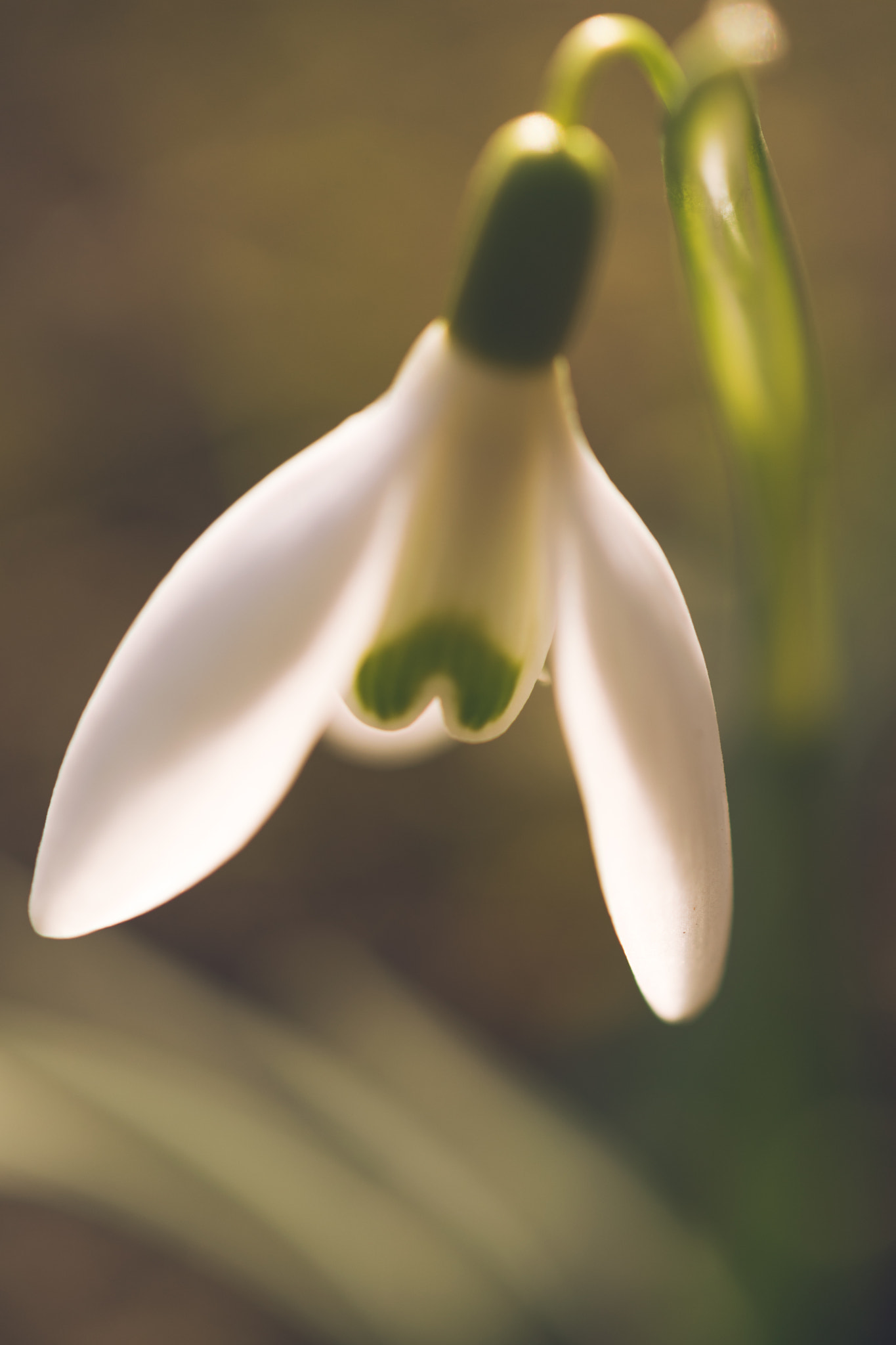 Nikon AF-S DX Micro Nikkor 40mm F2.8 sample photo. Snowdrop photography