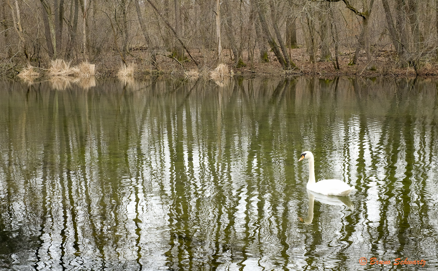 Fujifilm X-E2S + Fujifilm XF 35mm F1.4 R sample photo. Cygne photography