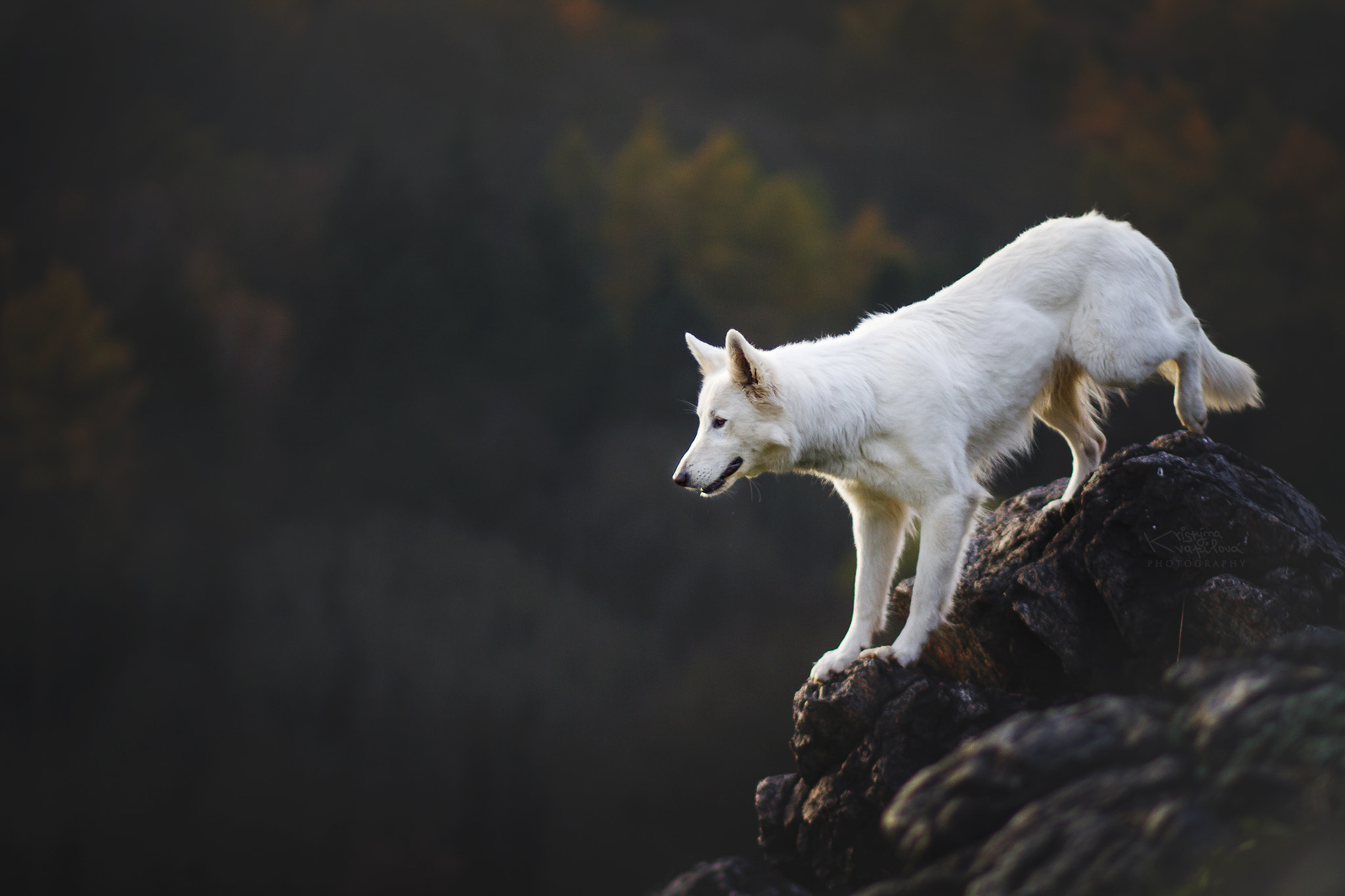 Canon EOS 7D + Canon EF 85mm F1.8 USM sample photo. Like white wolf photography